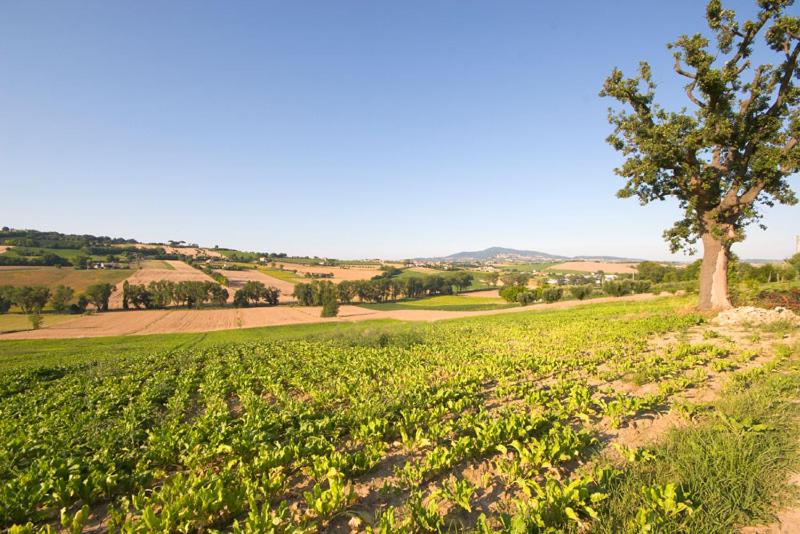 Azienda Agrituristica Le Bucoliche view 5