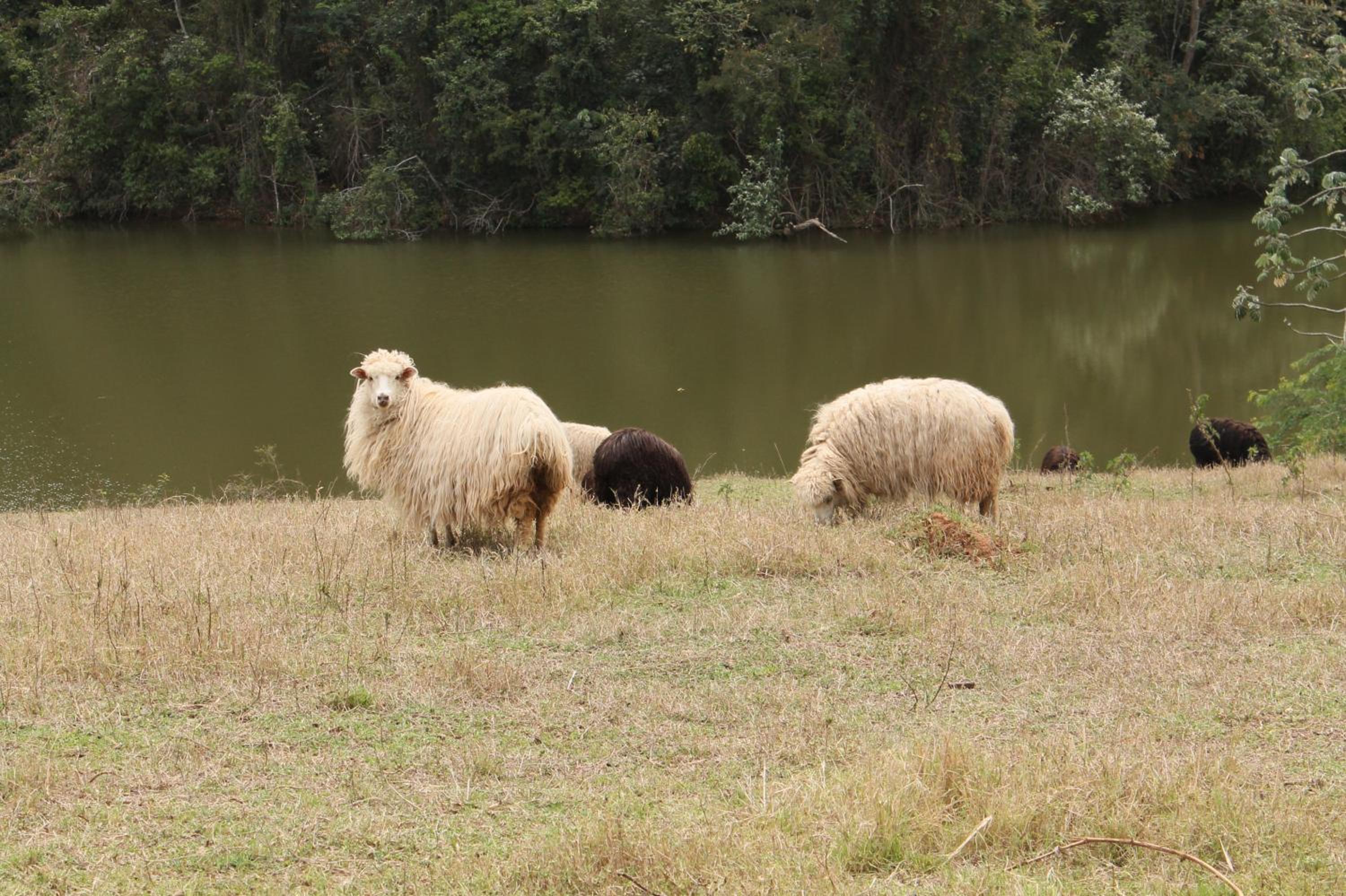 Fazenda Capoava