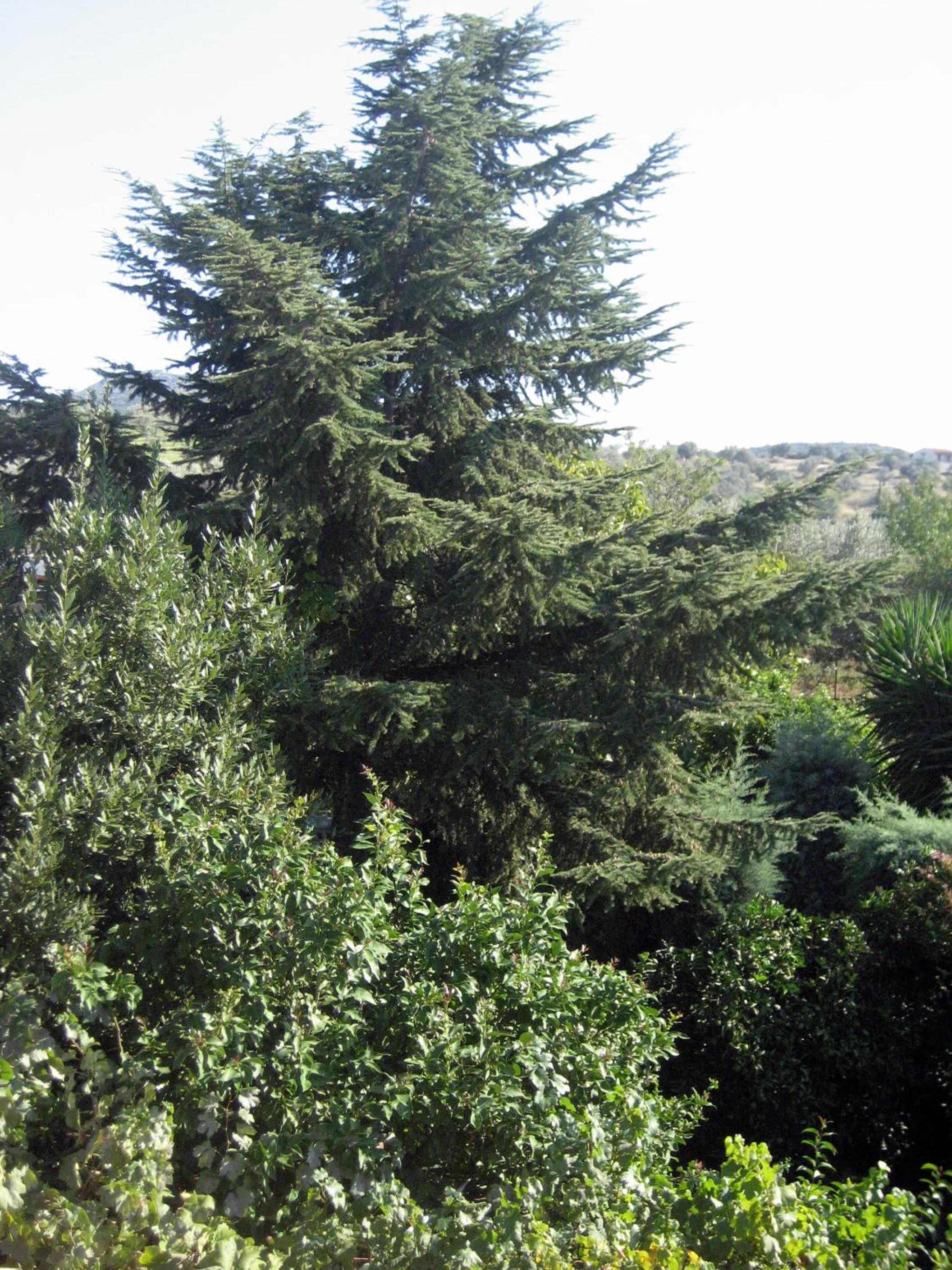 Photo 8