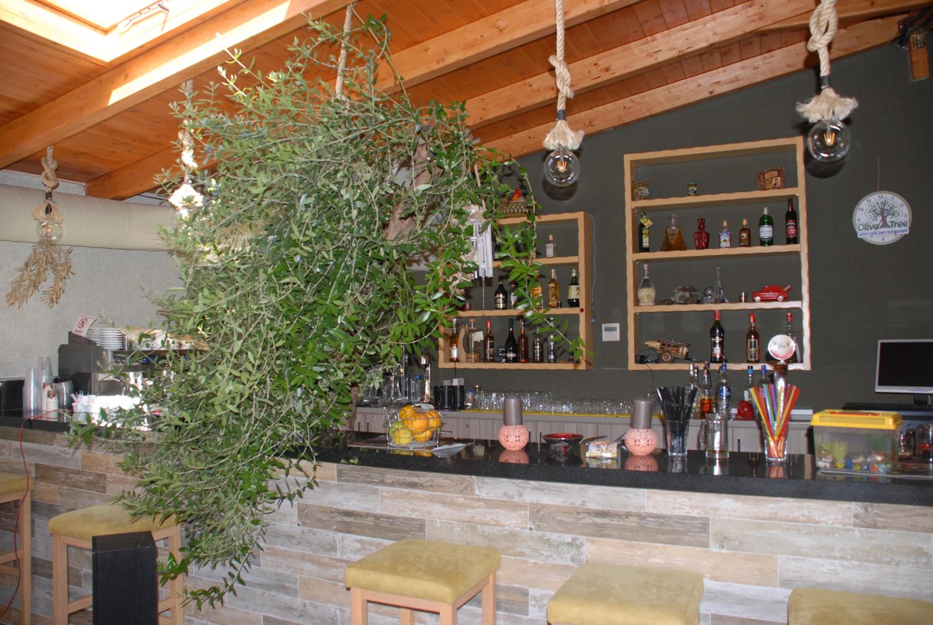 Olive Tree