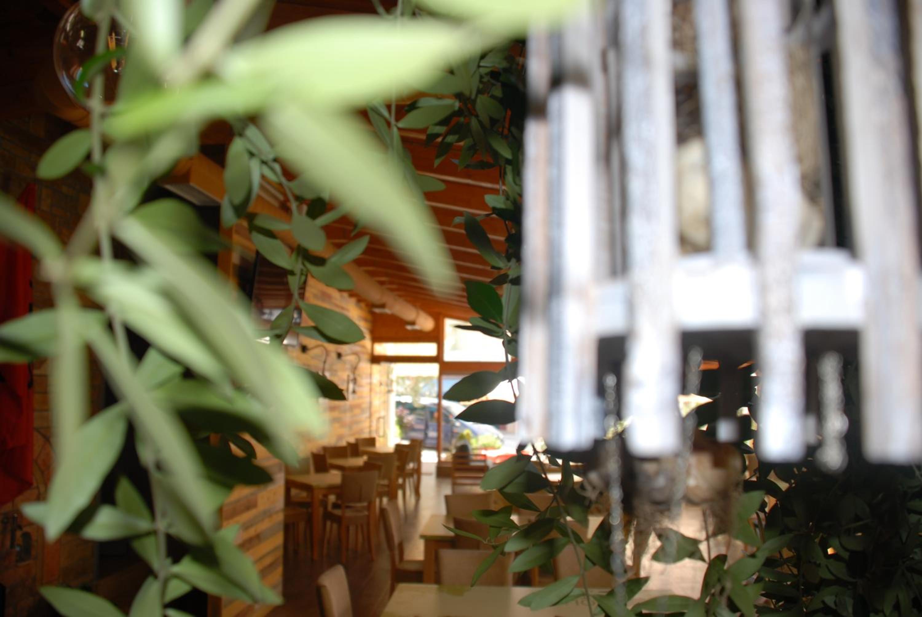 Olive Tree