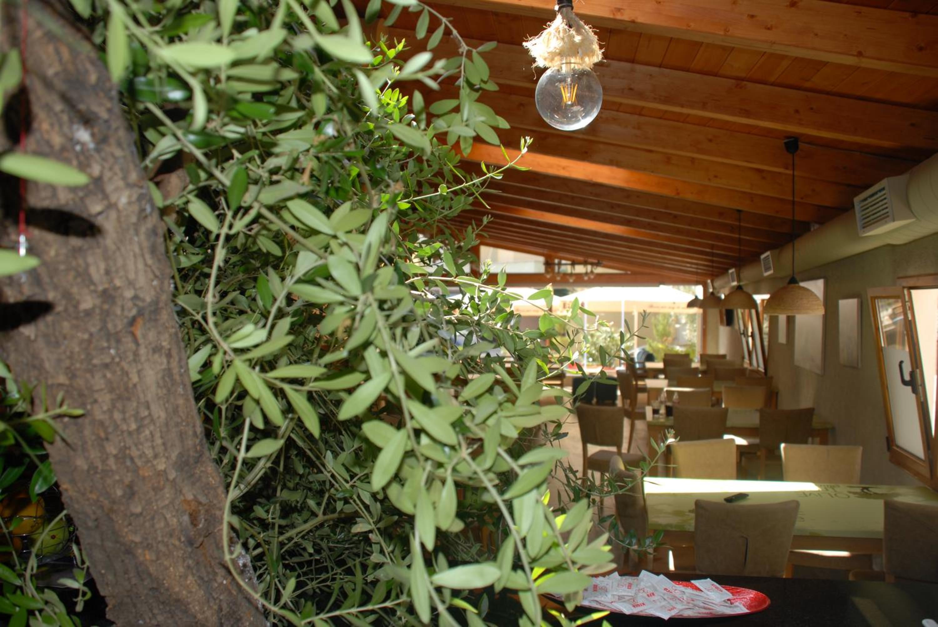 Olive Tree