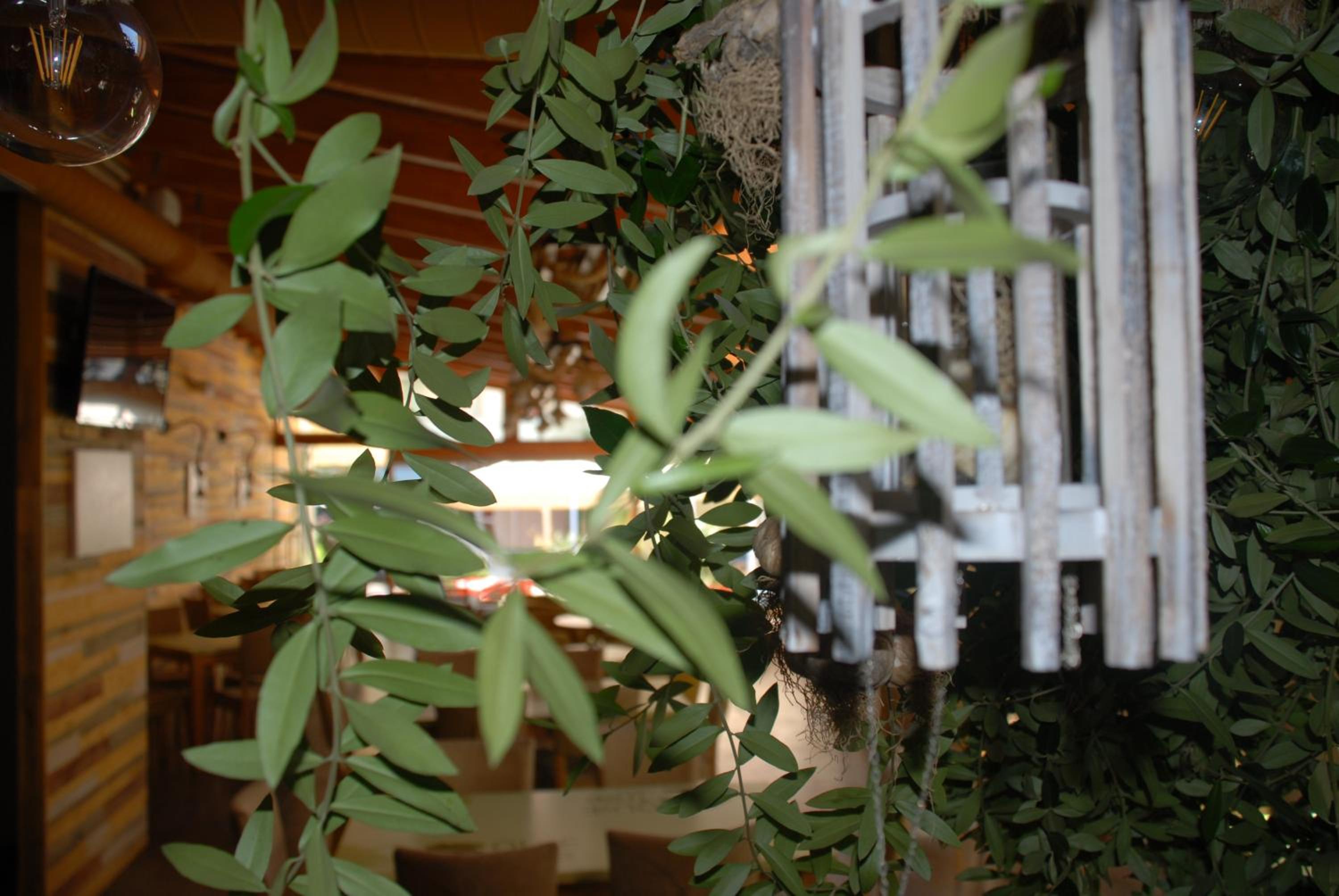 Olive Tree