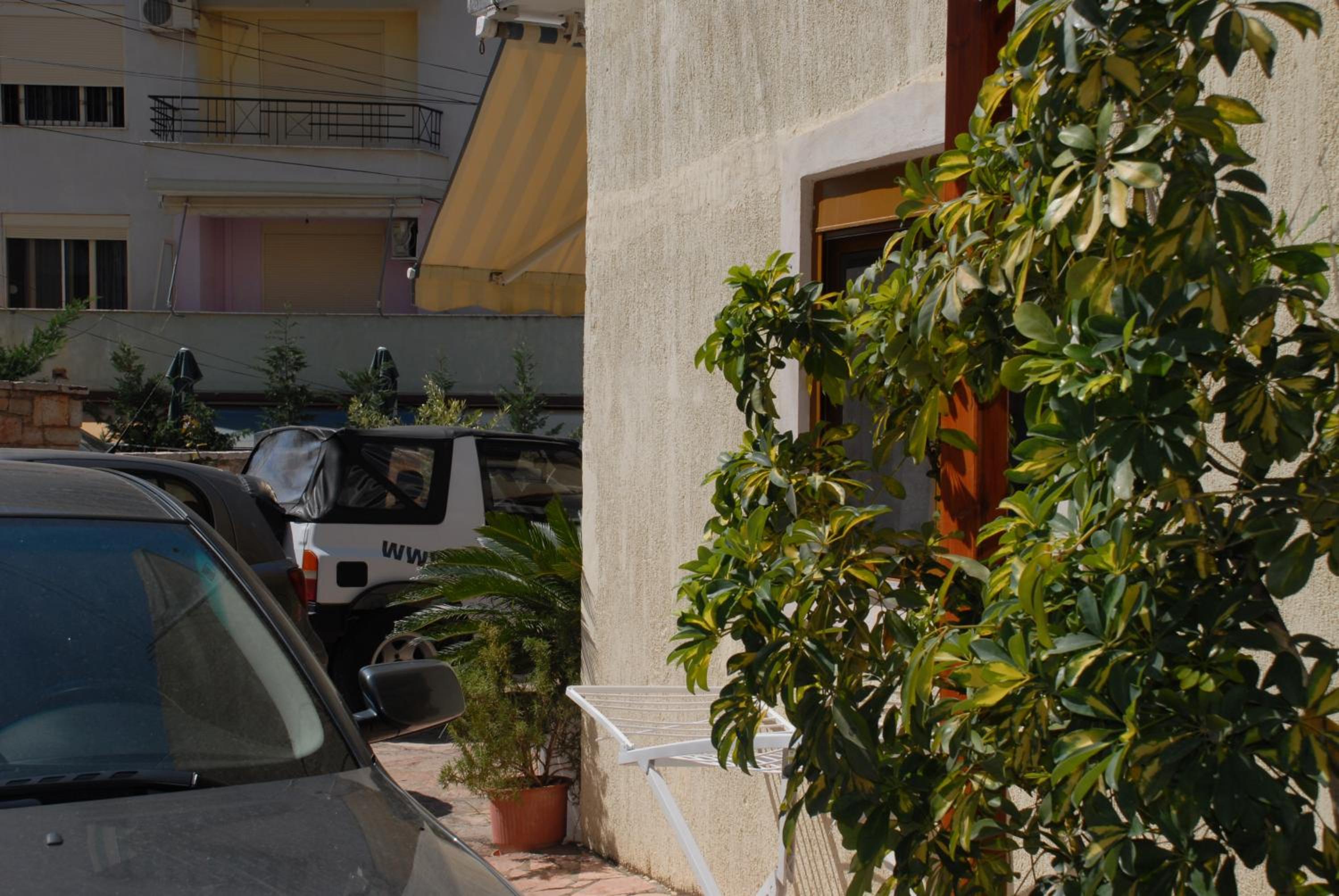 Olive Tree