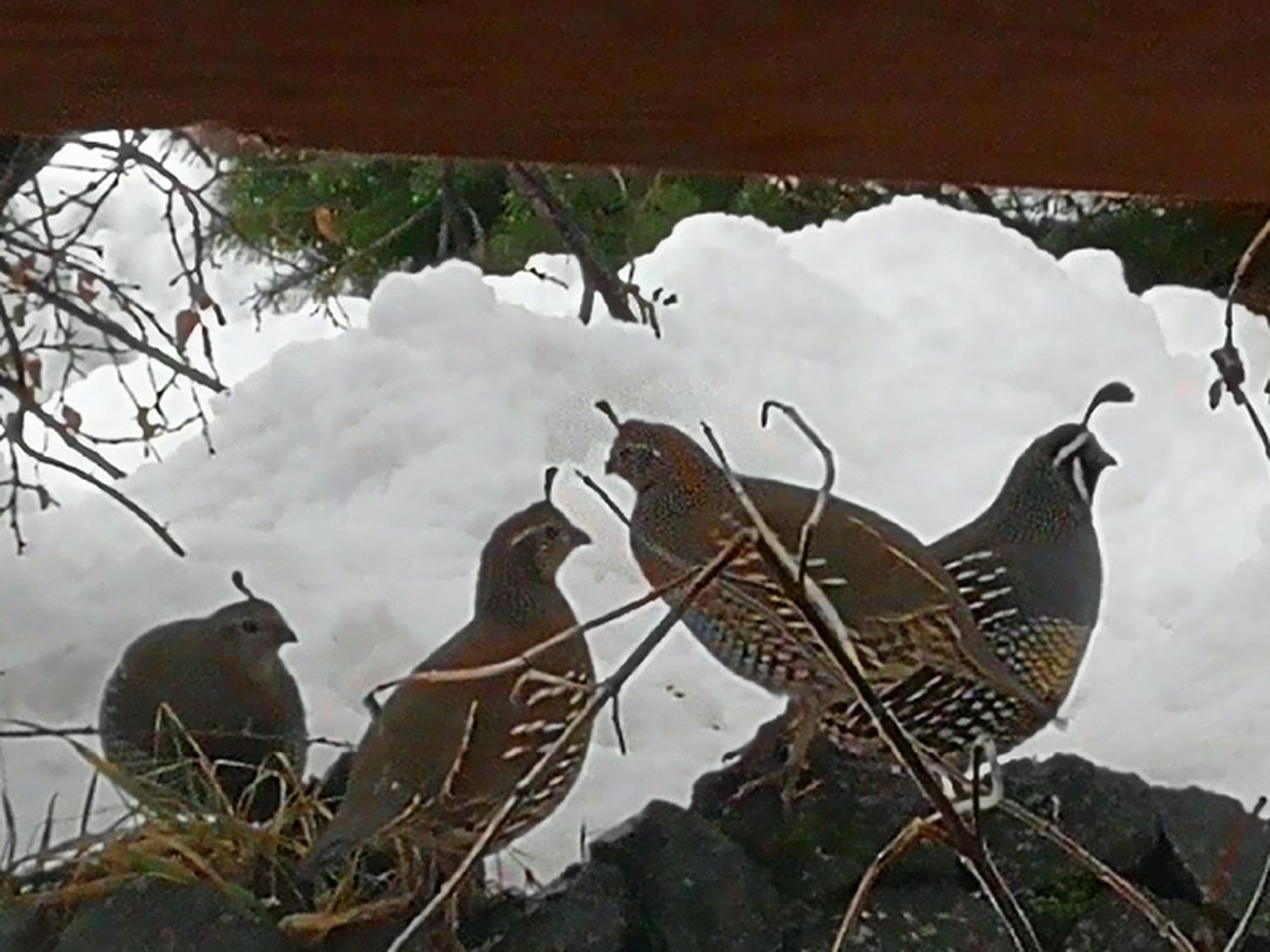 Hosteria Sudbruck
