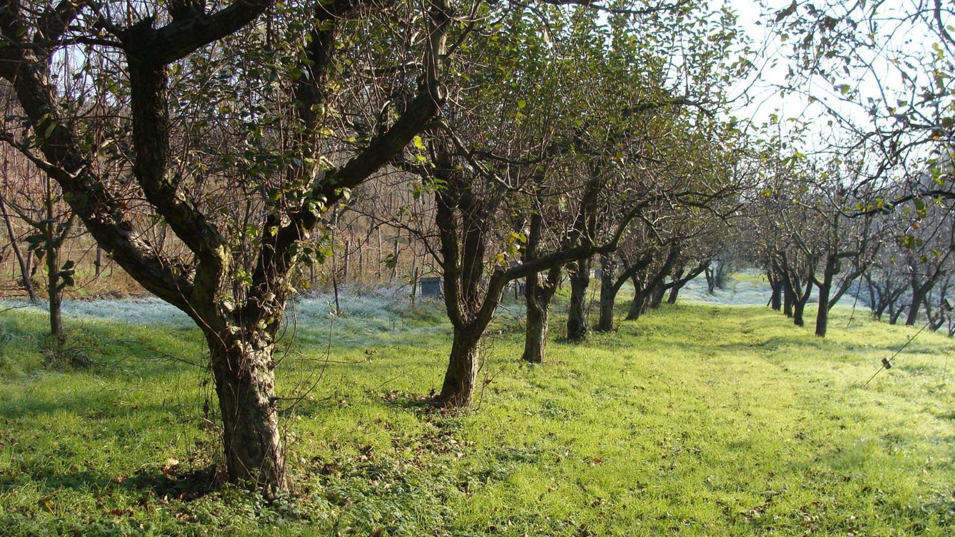 Agriturismo Cascina degli Ulivi