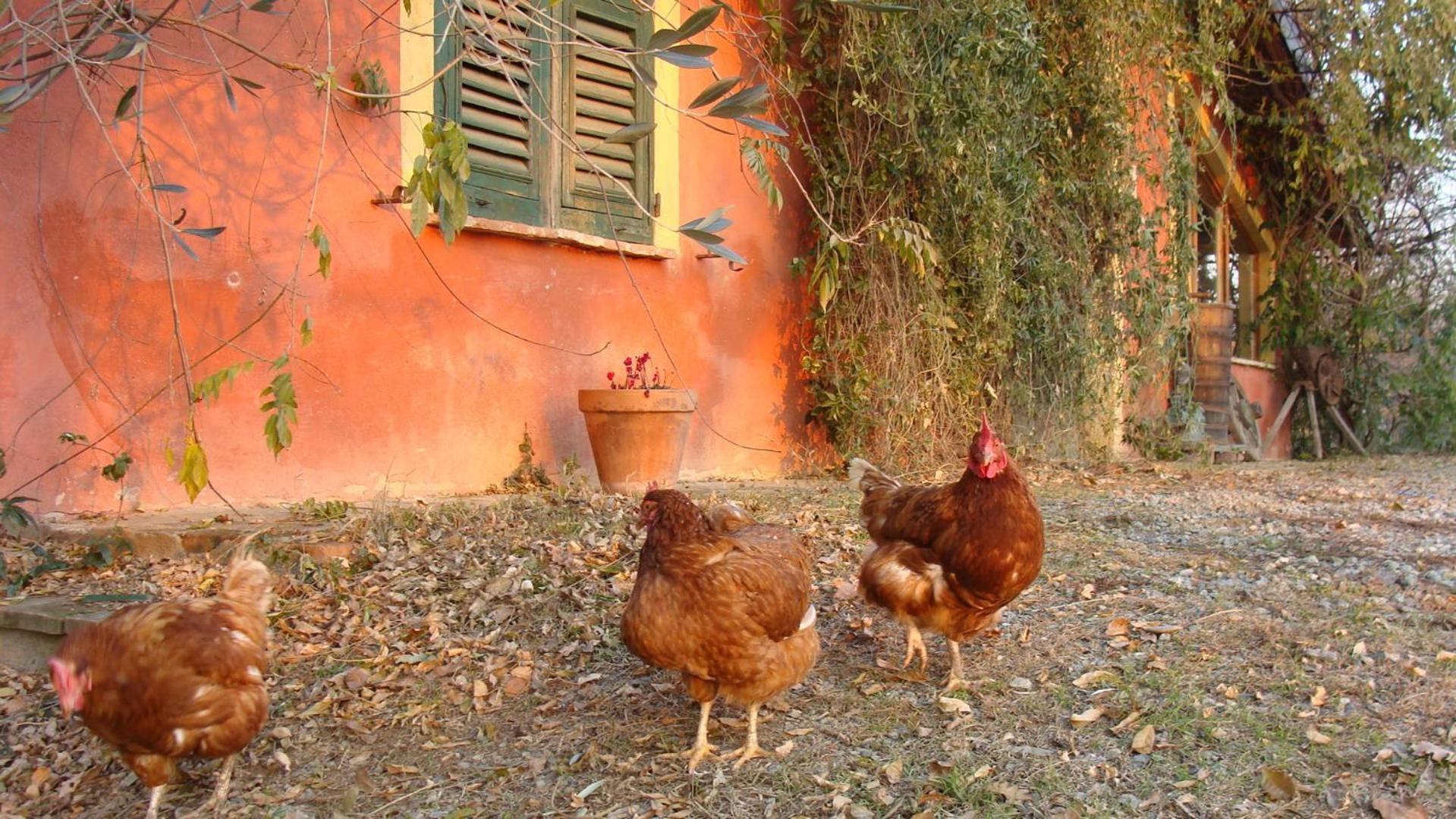 Agriturismo Cascina degli Ulivi
