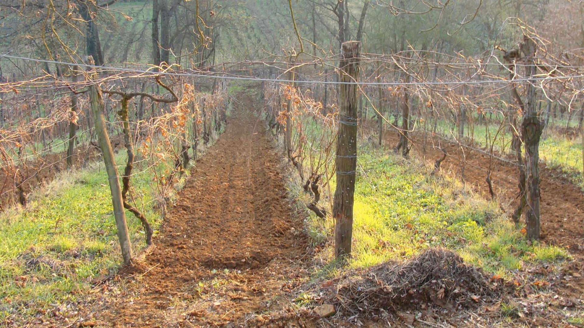 Agriturismo Cascina degli Ulivi