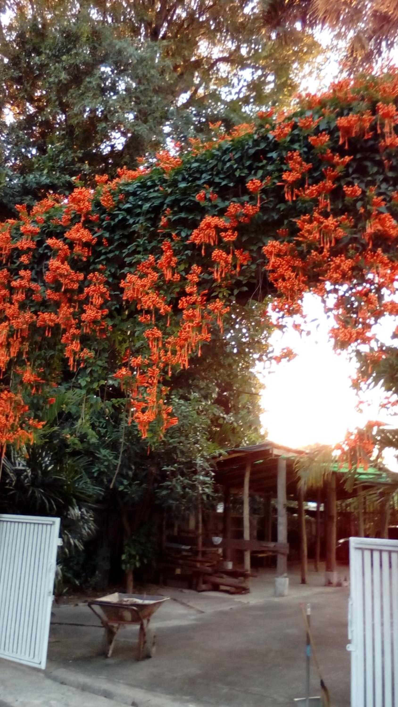Parsakhome
