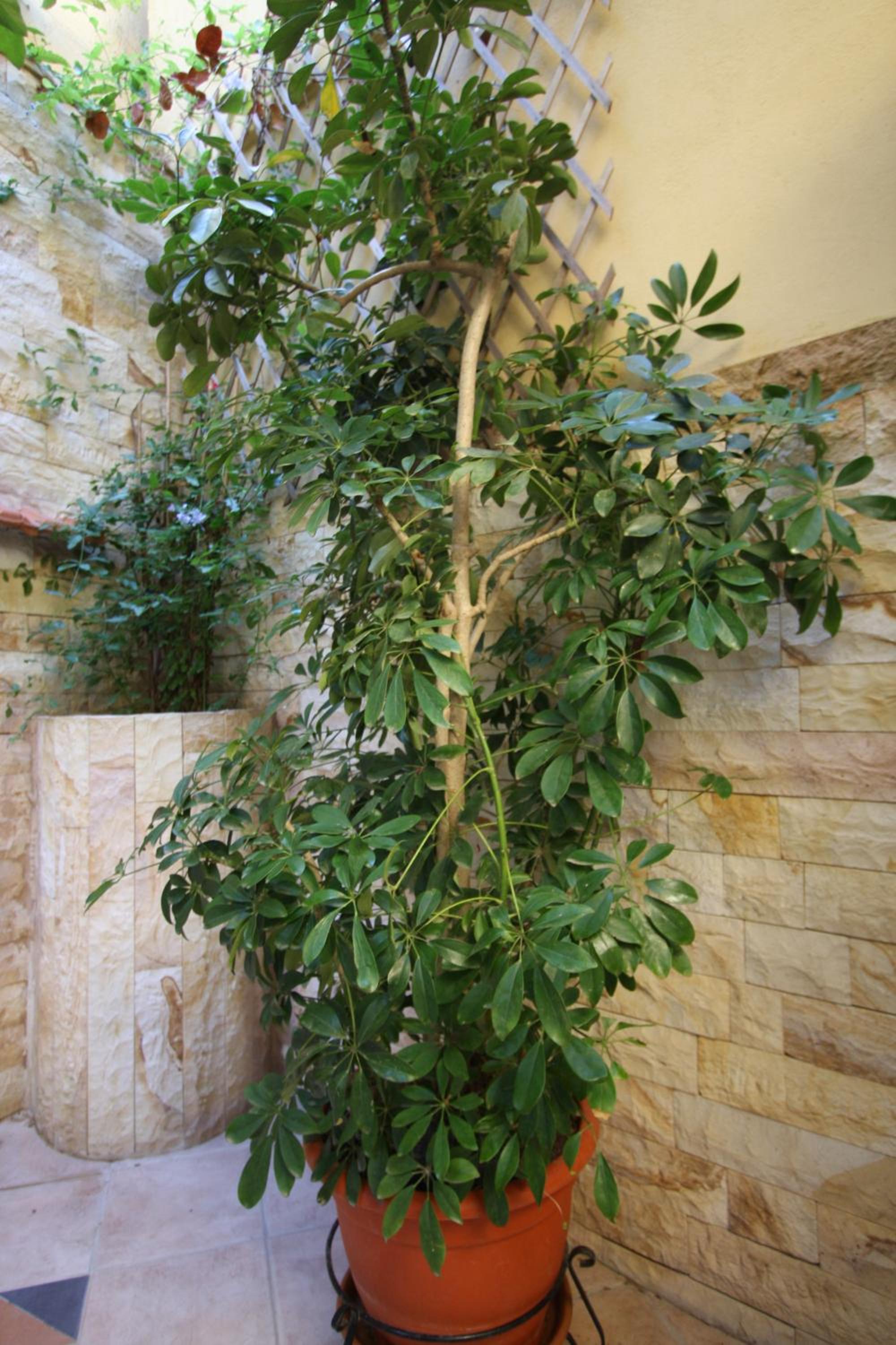 Photo 19