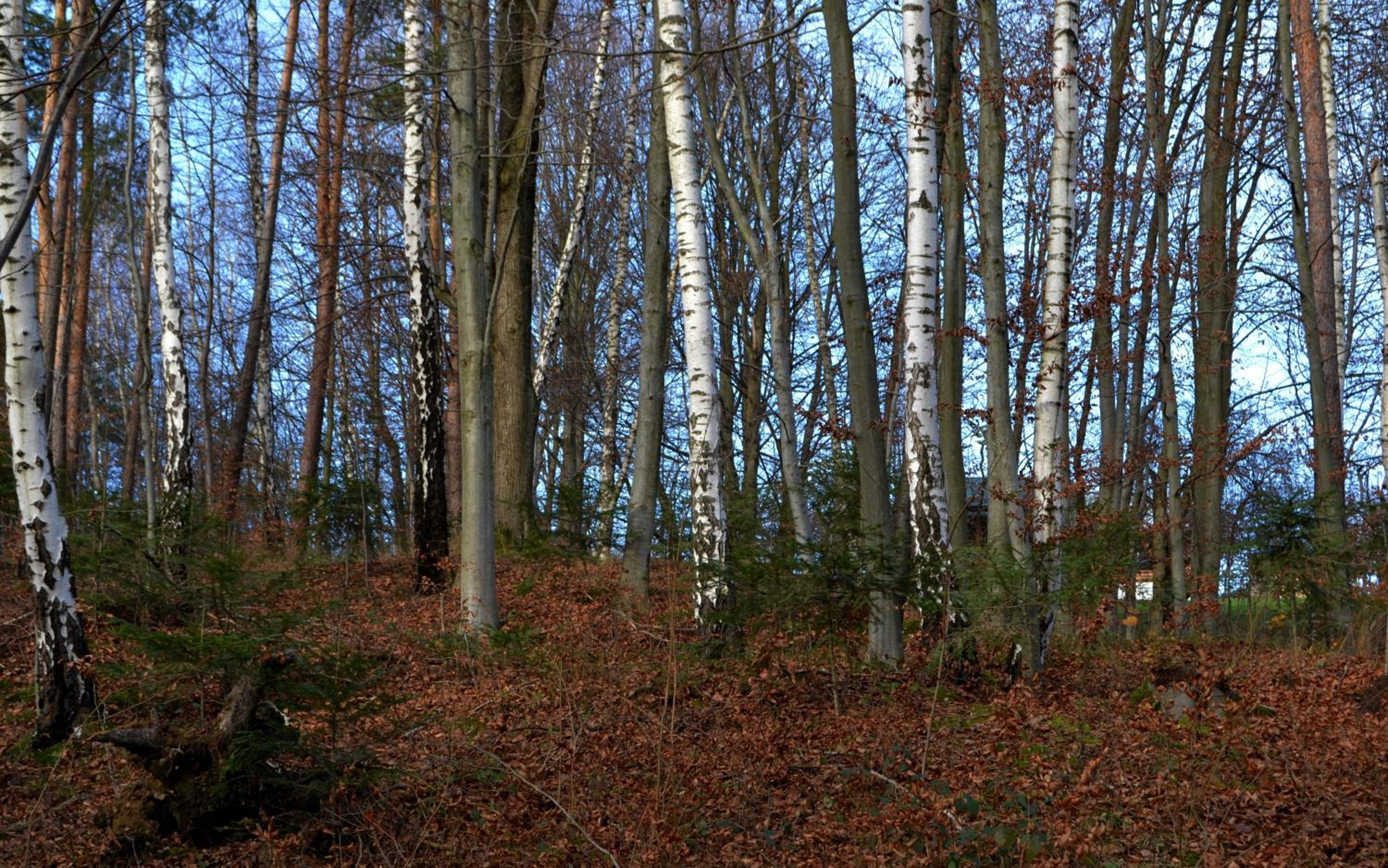 Photo 43