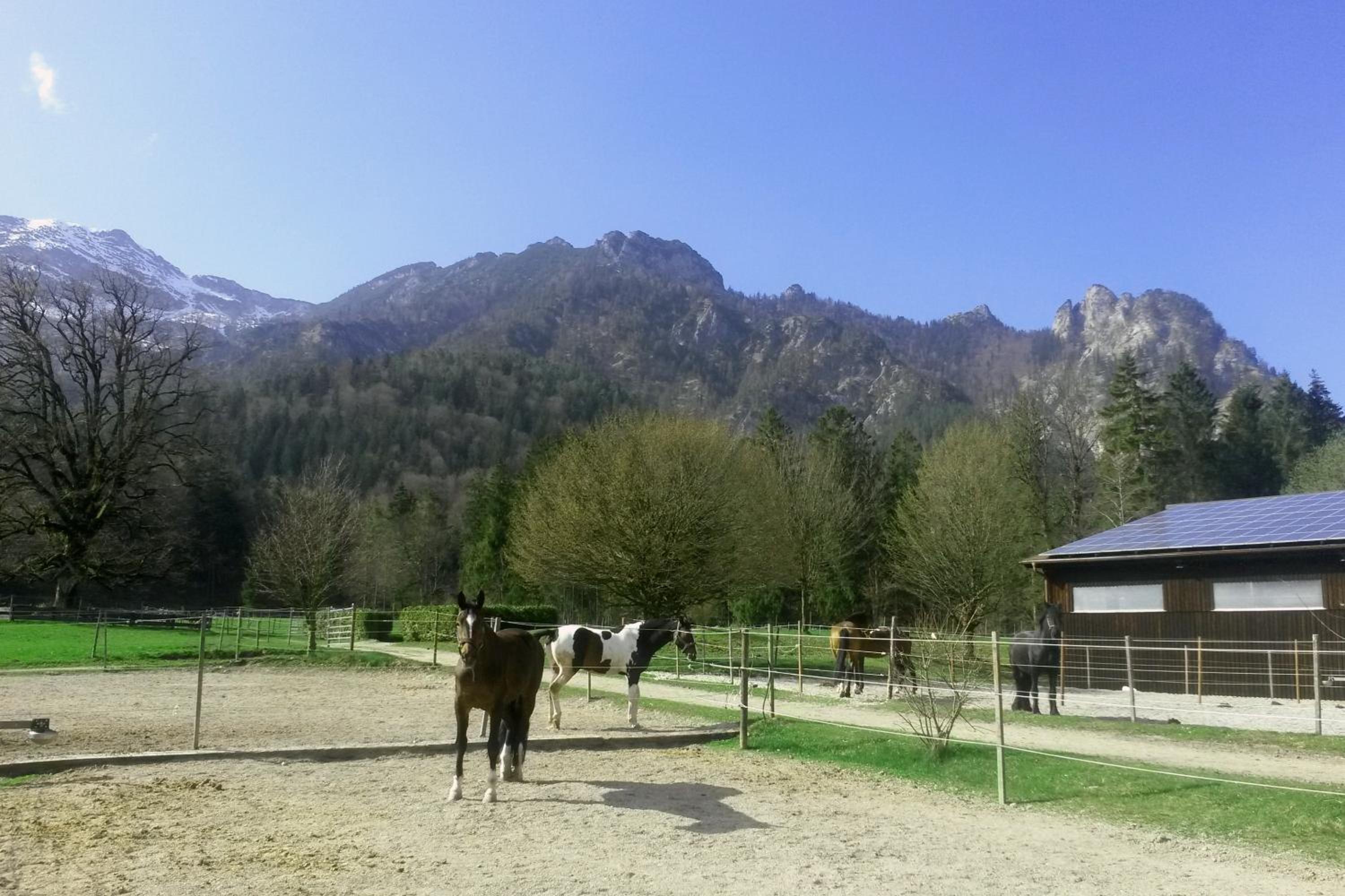 Ferienhaus Gestüt Pfaffenlehen