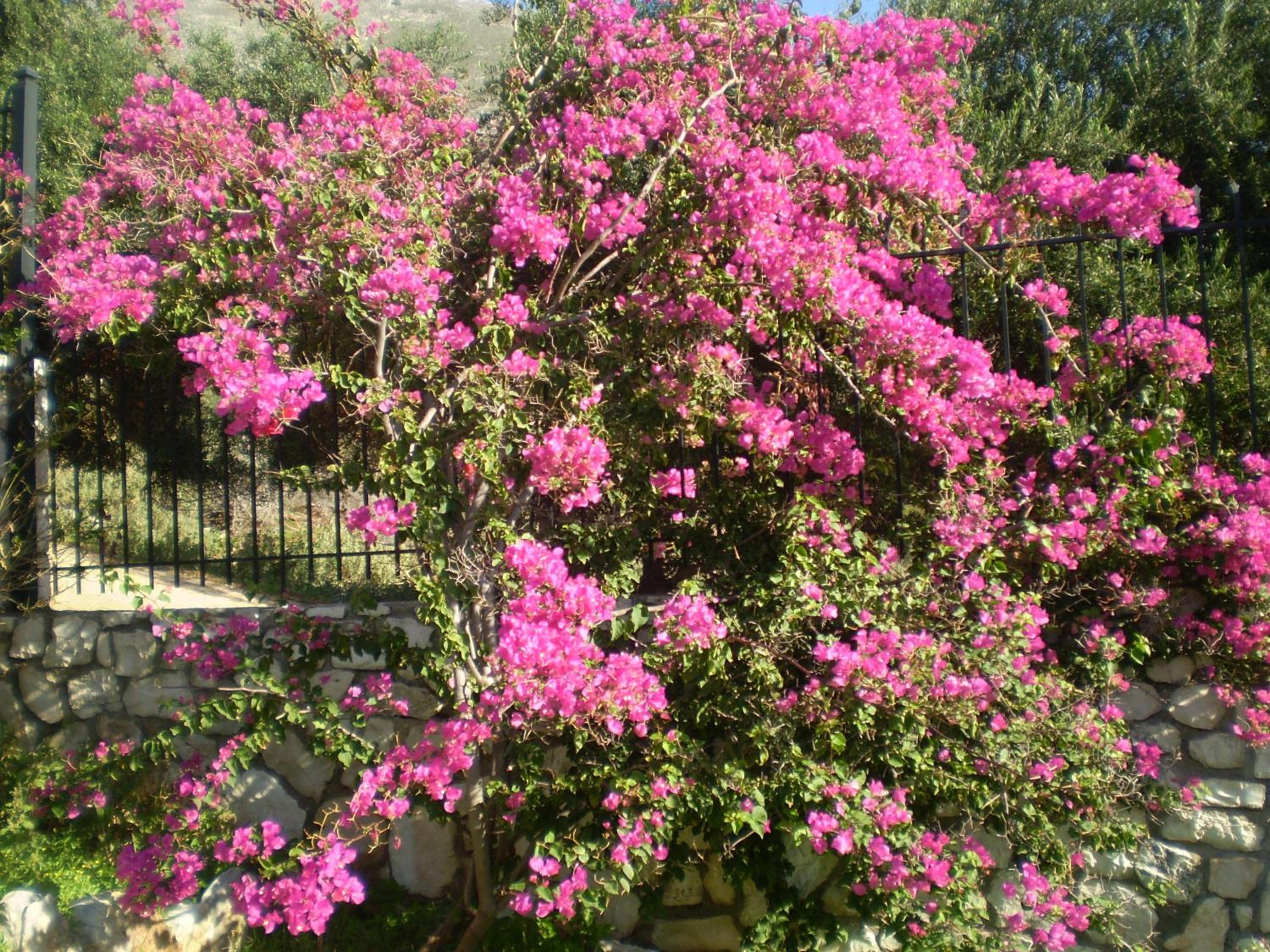 Photo 42