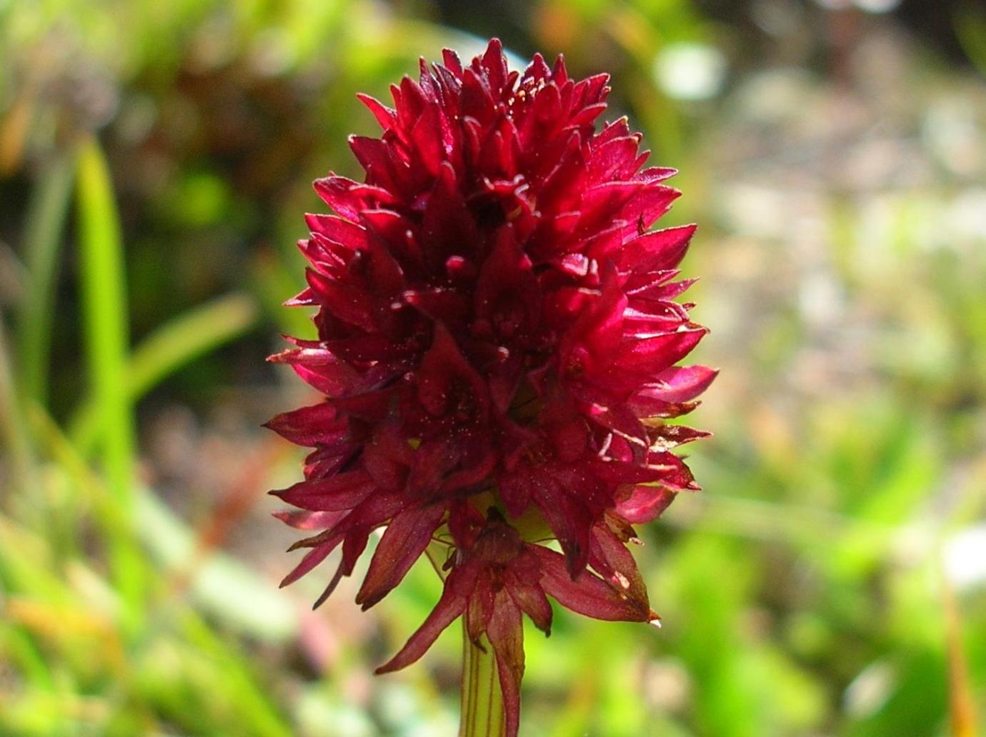 Nigritella
