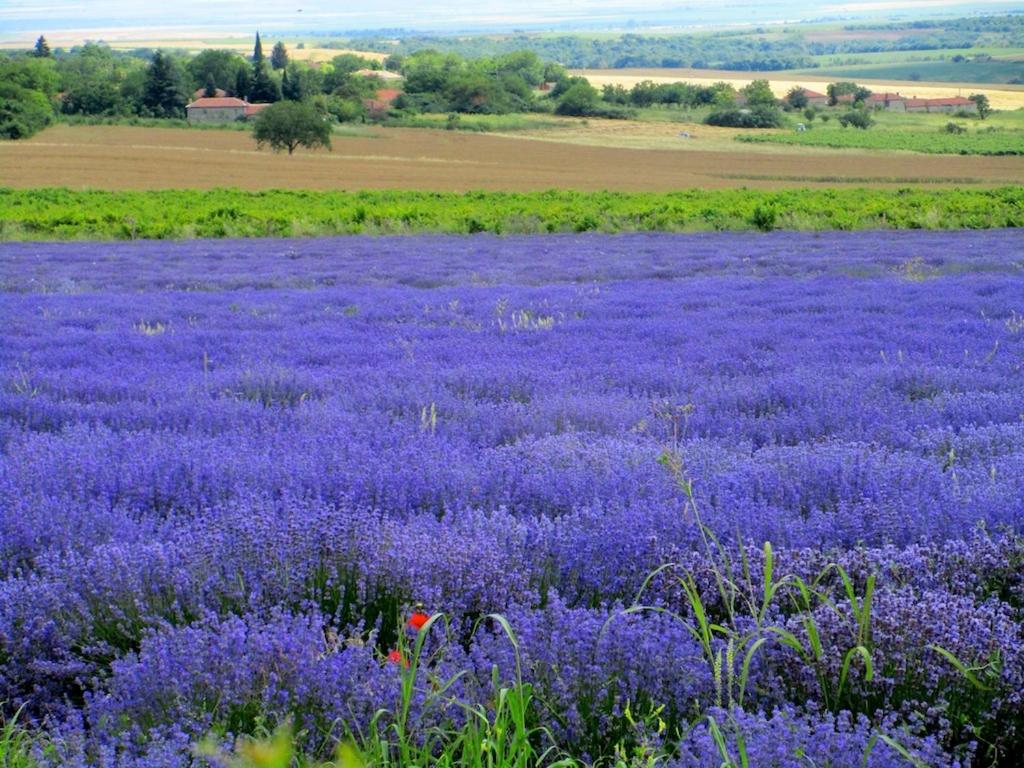 Lavender Lodge
