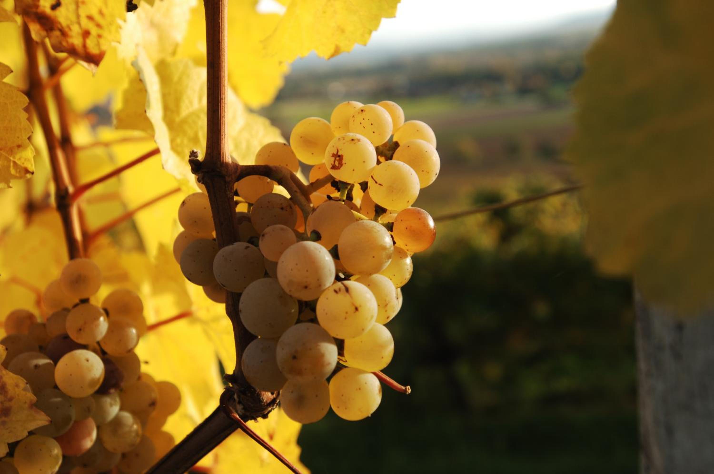 Prabatsch-Aichinger Winzergut