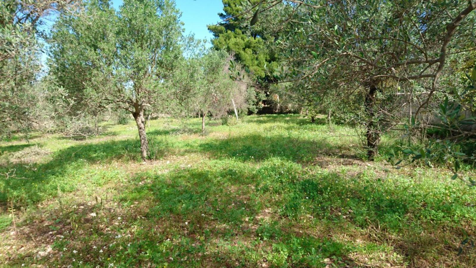 Forte Colorado
