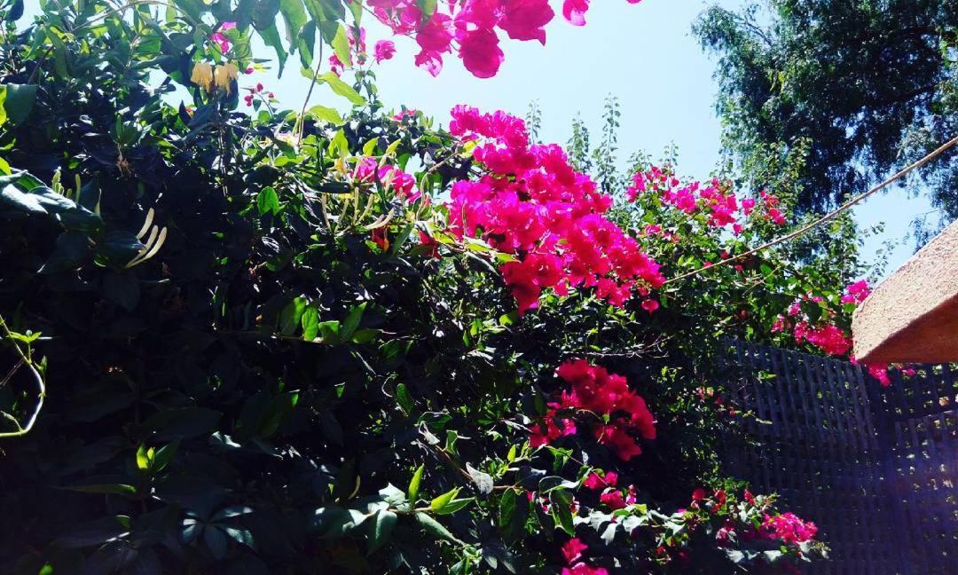 Sadeem Village & Chalet