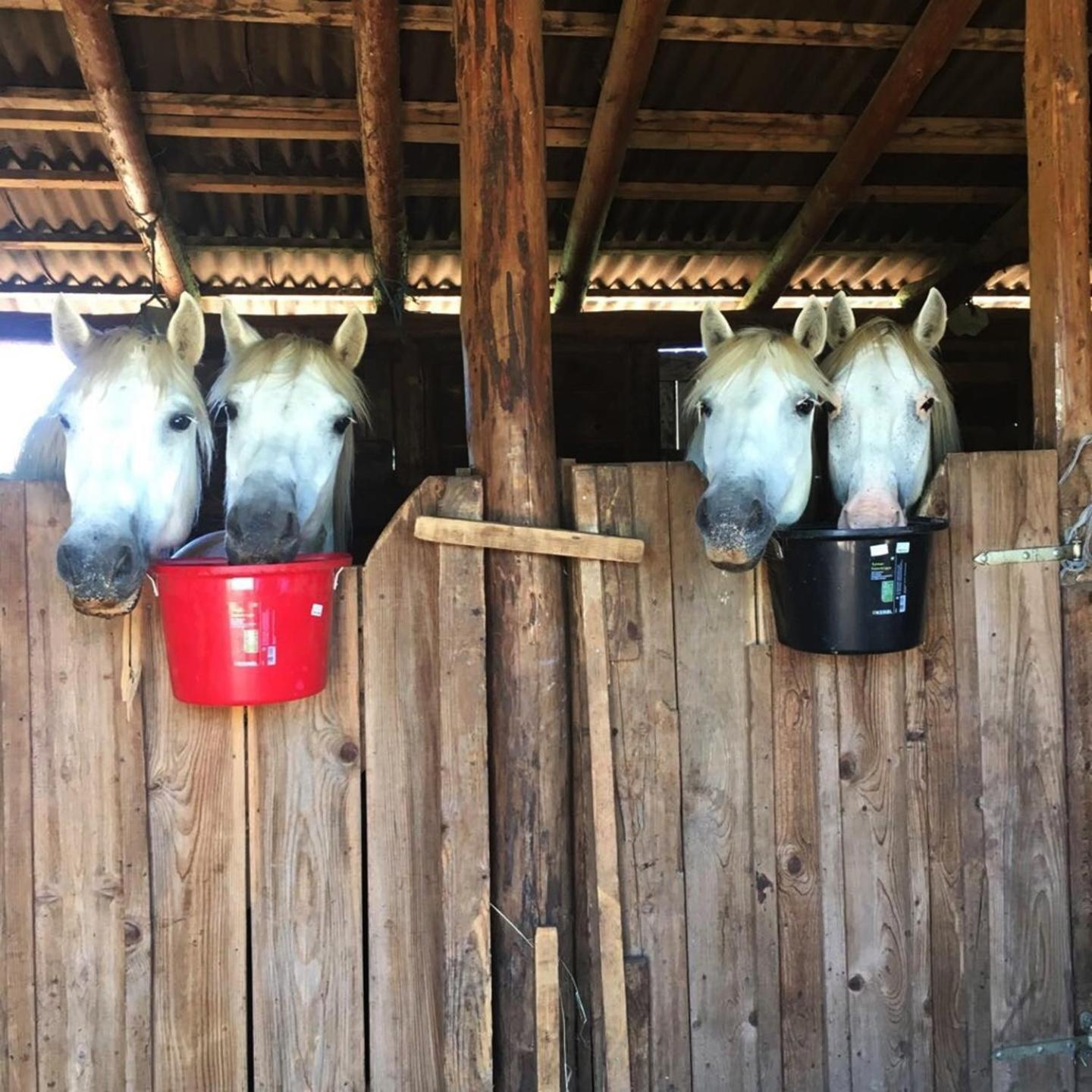 Ranch Terra