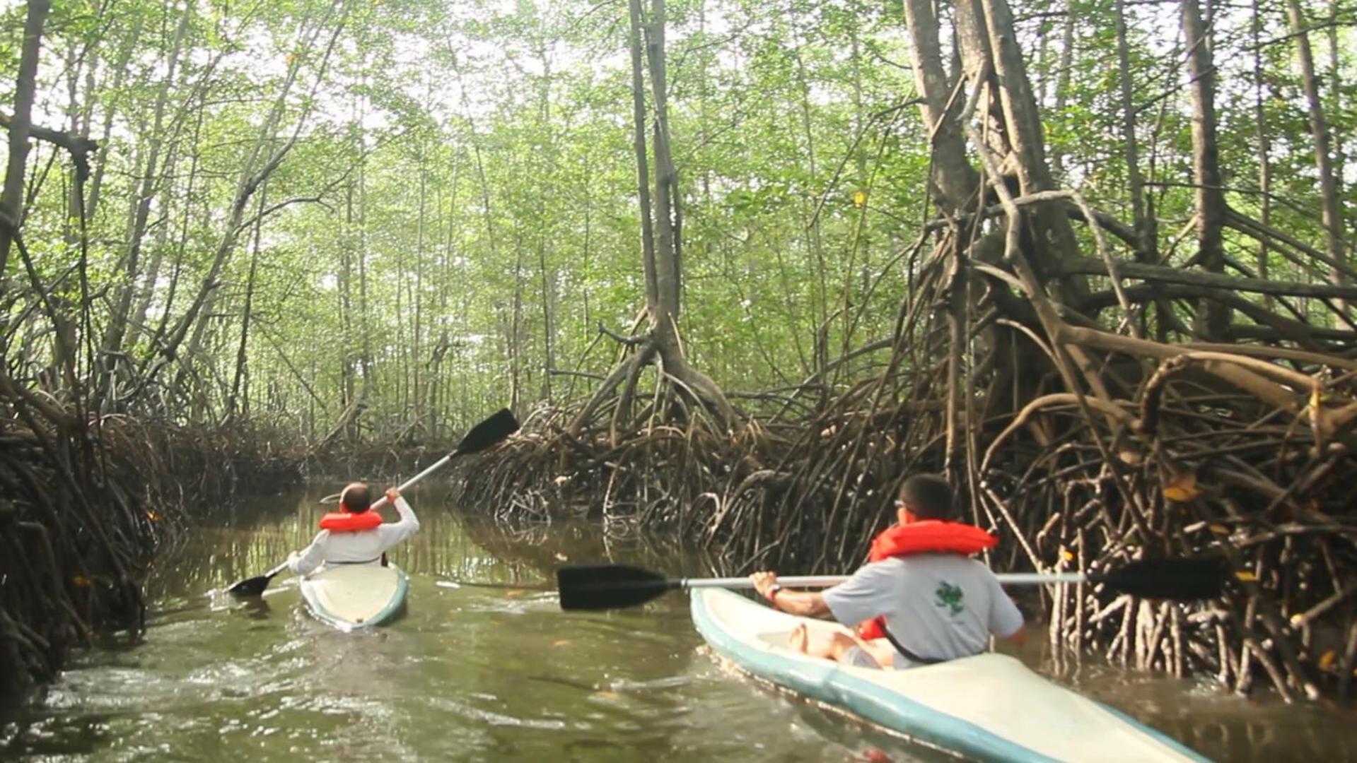 Isla Violin Eco-Lodge