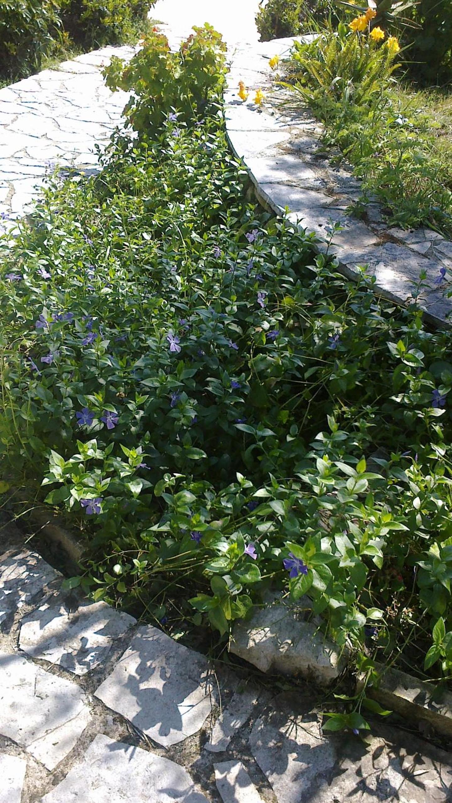 Photo 50