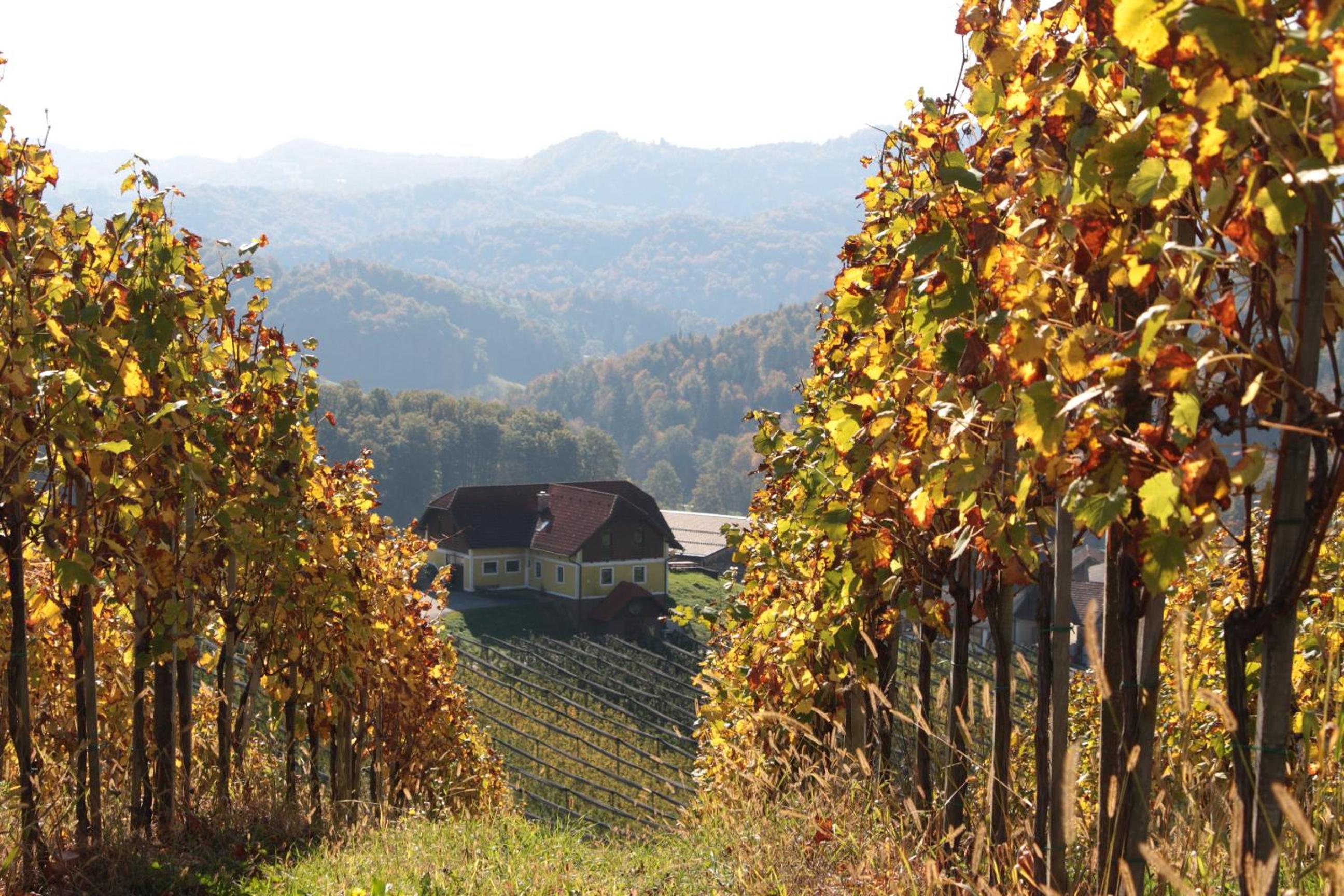 Vdovič Guest House view 4