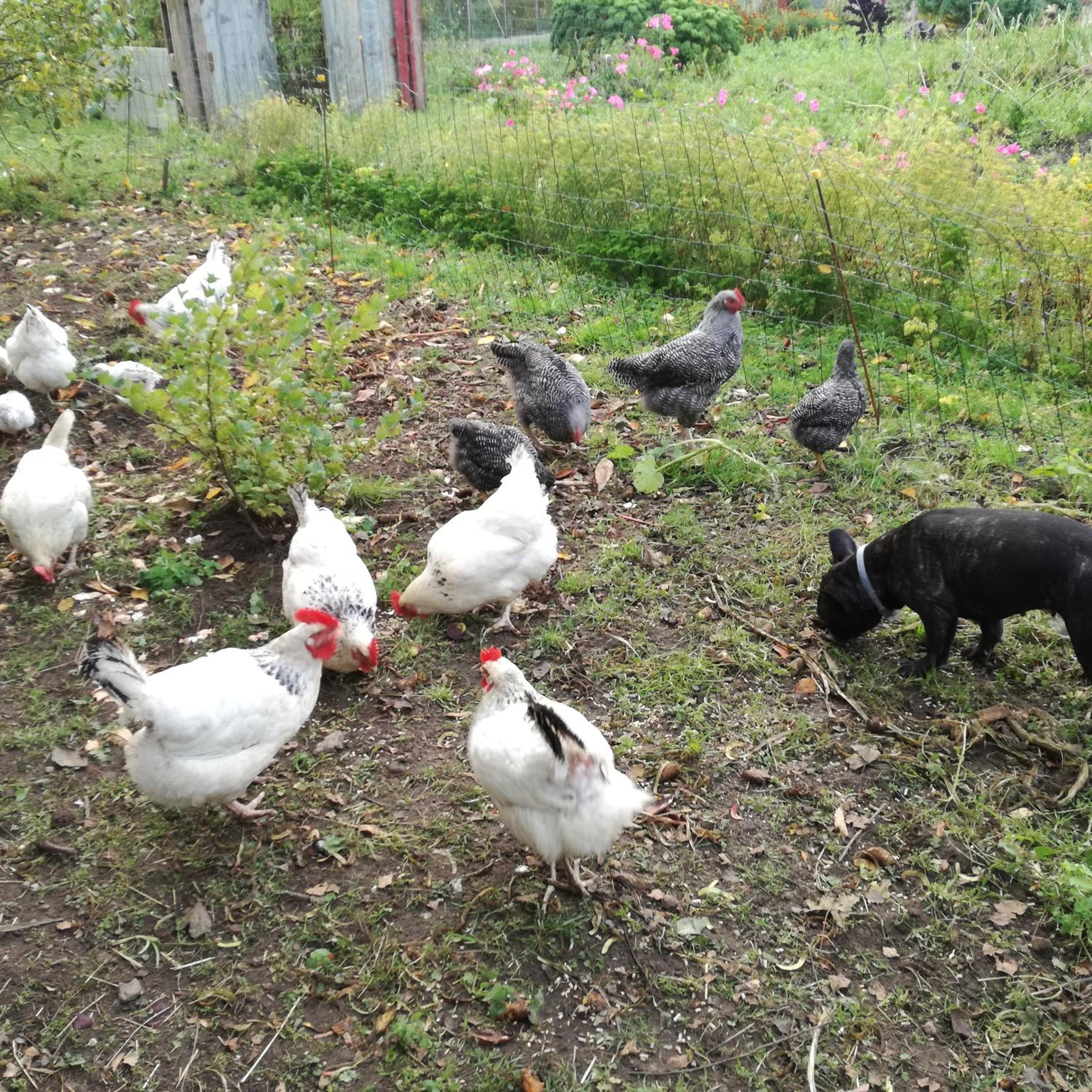 Photo 46
