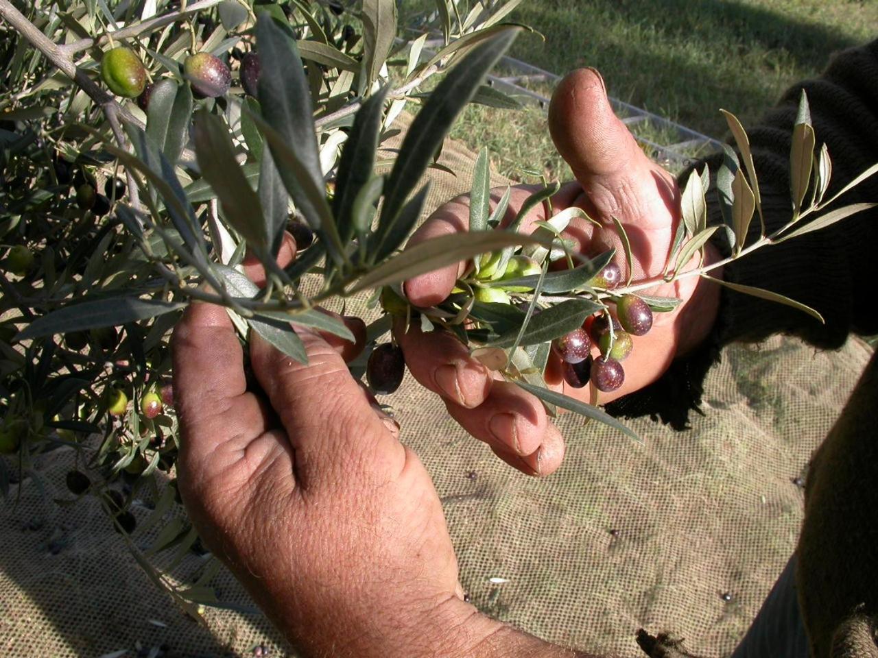 Agriturismo La Pietriccia