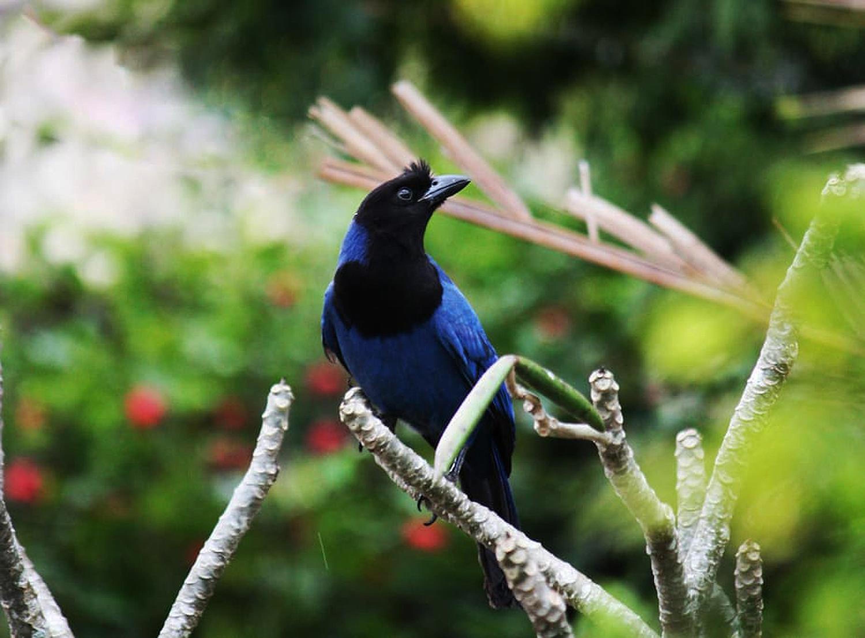 Quinta do Moçambique