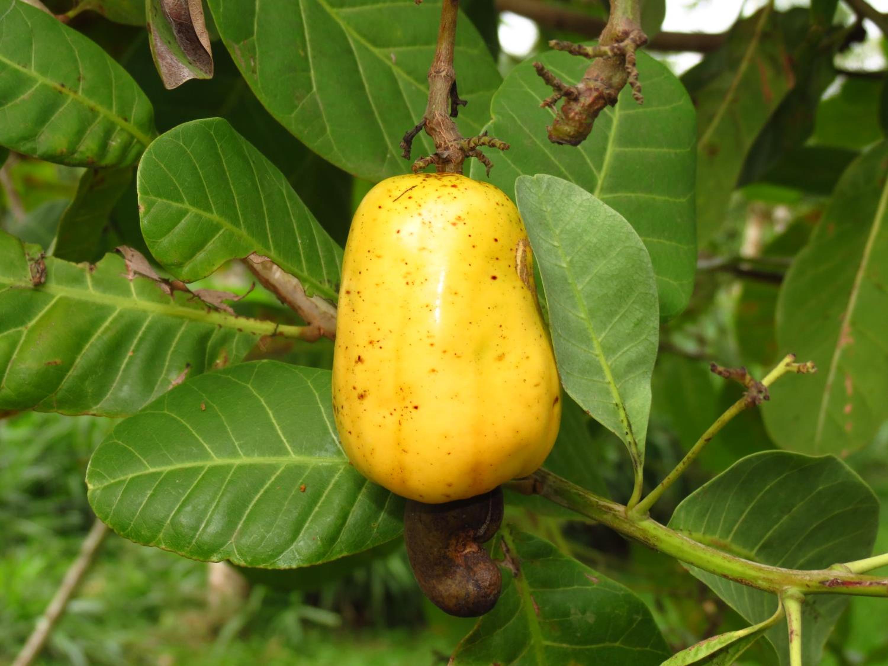 Vocaré Finca Agroecológica