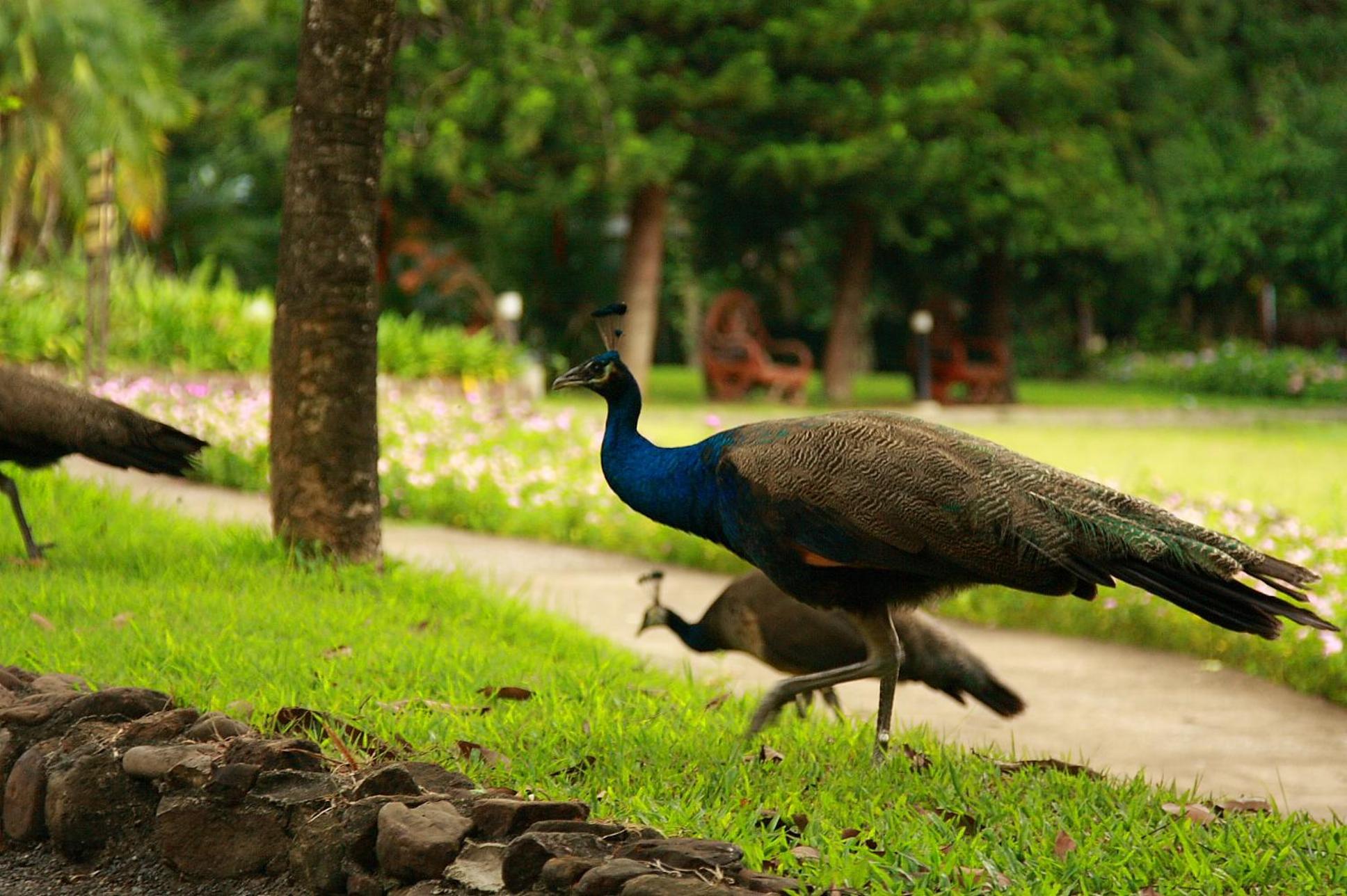 Wanathara Resort