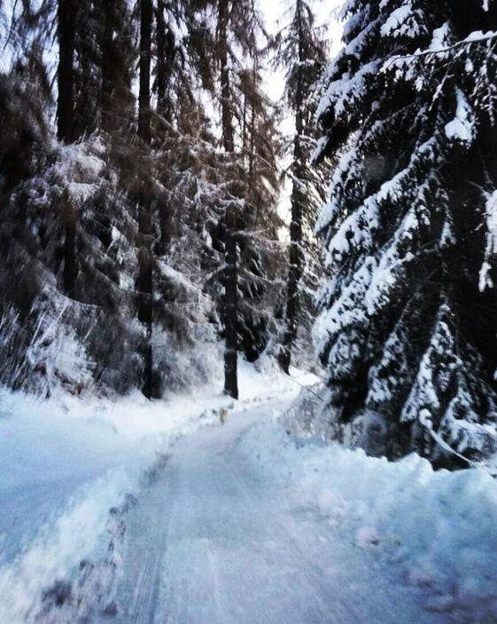 Chalet Lagorai view 4