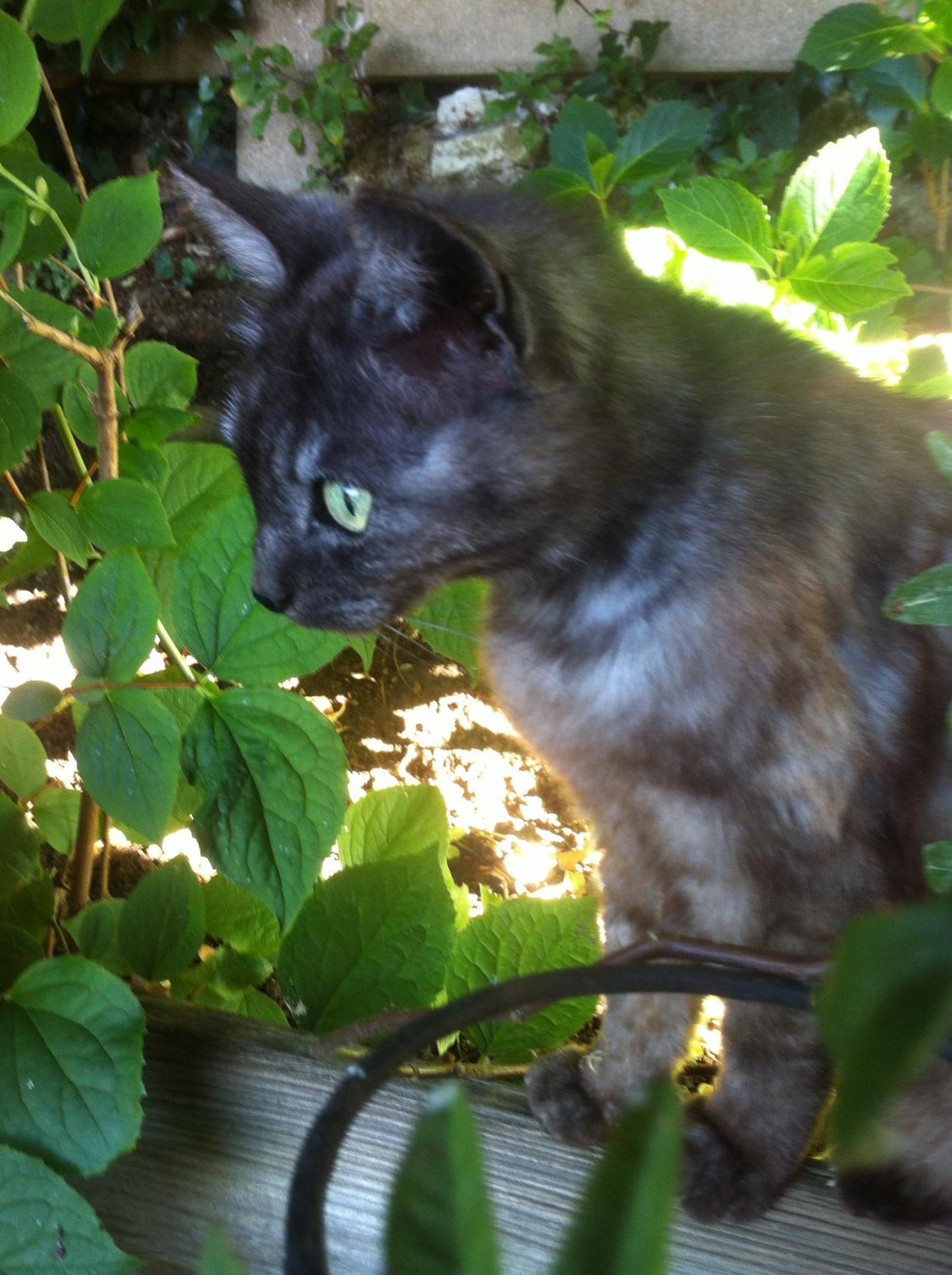 Les chambres du Chat Perché, photo 8