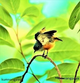 Photo 35