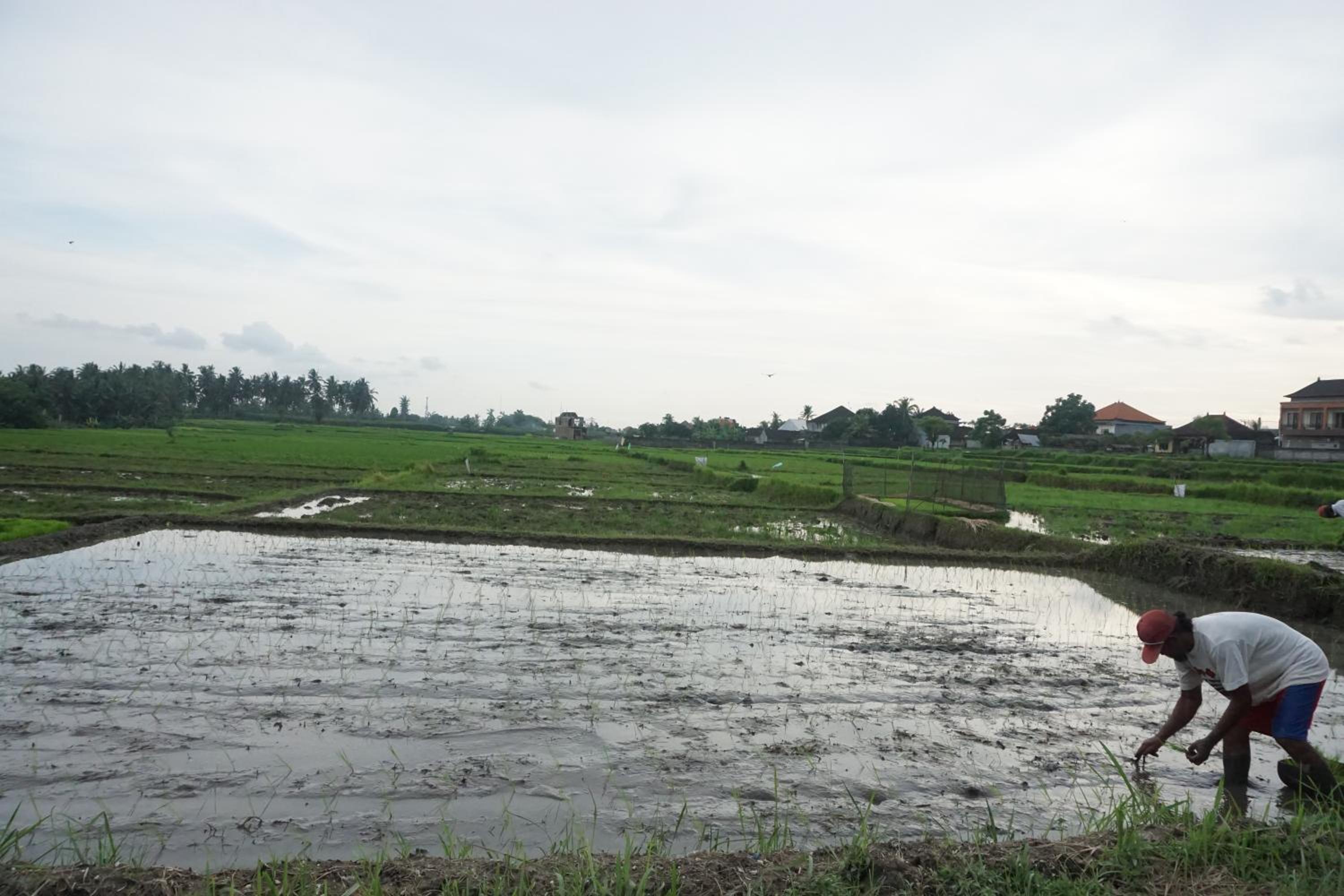 Pondok Uma Ubud