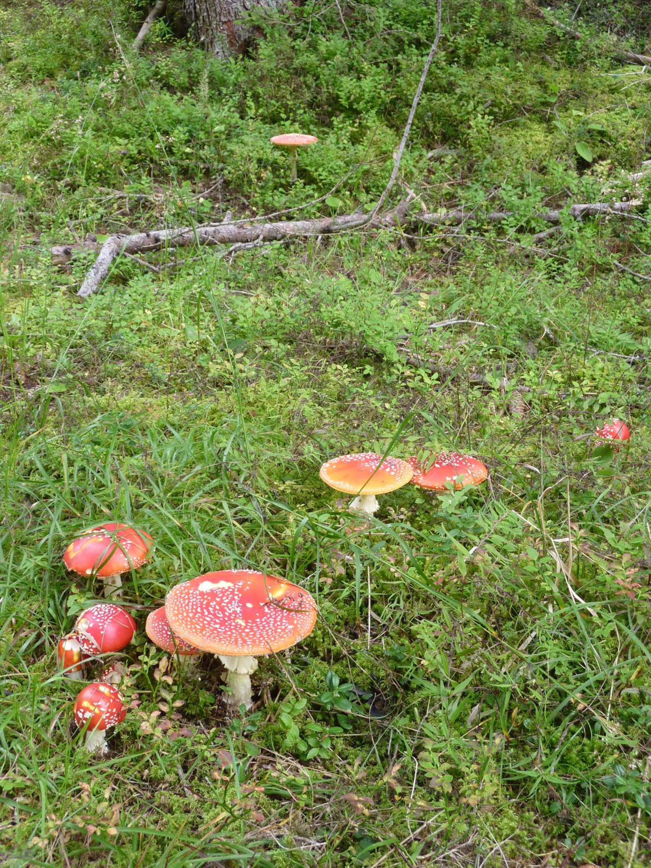 Photo 24