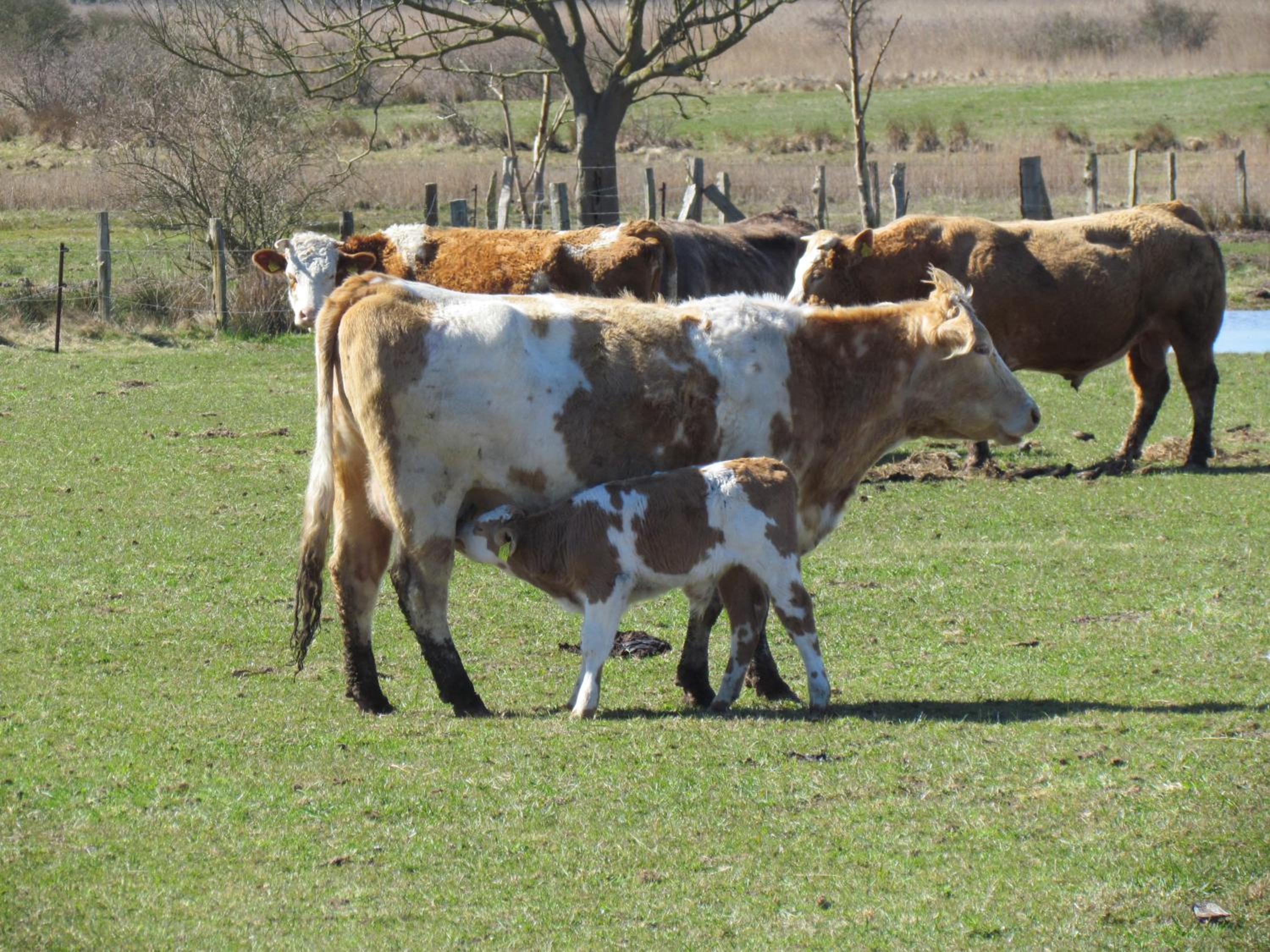 Dorie
