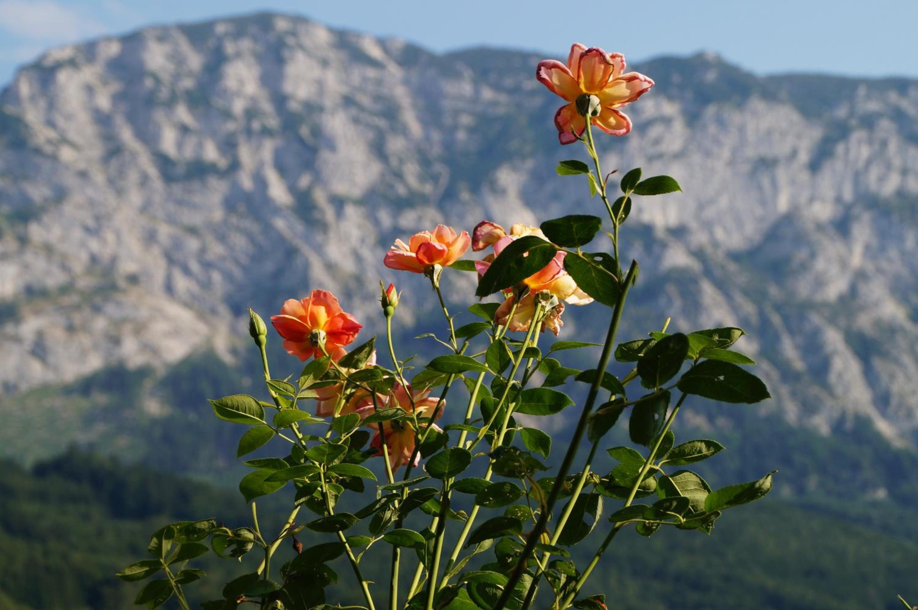 Biohof Schwanser