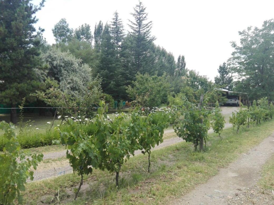 Casa Rural entre Bodegas y Viñedos ' El Jarillal
