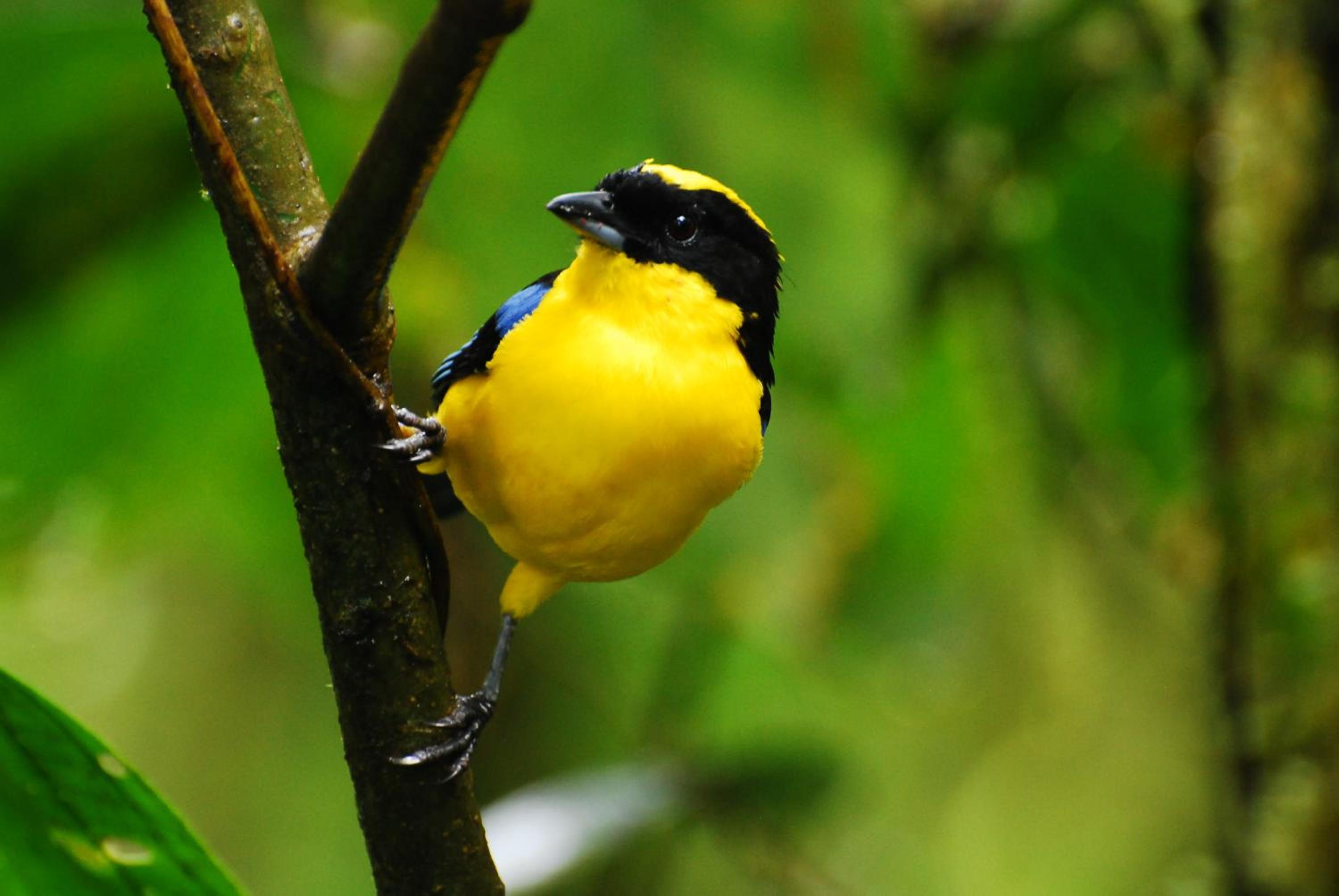Bellavista Cloud Forest Lodge & Private Protected Area