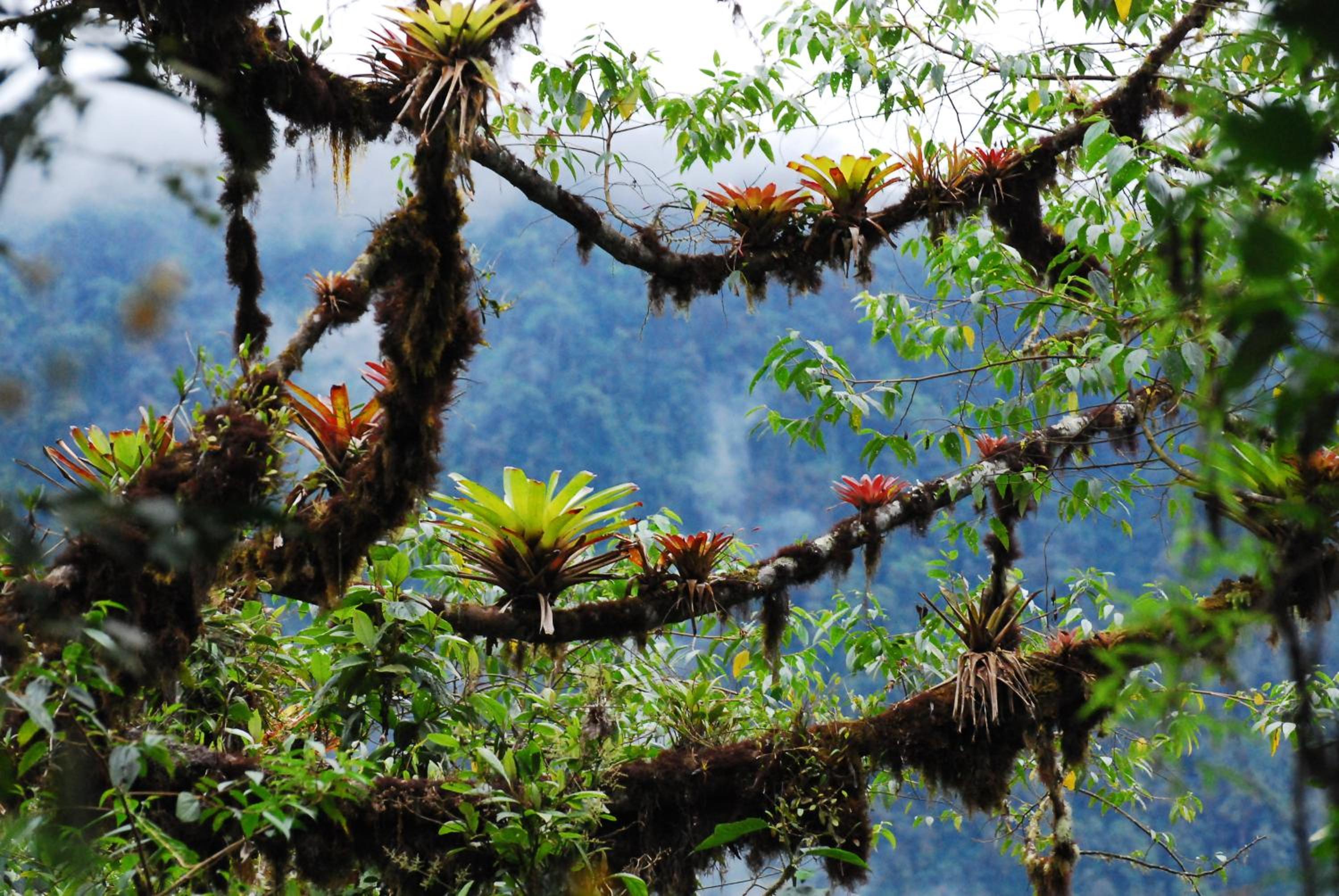 Bellavista Cloud Forest Lodge & Private Protected Area