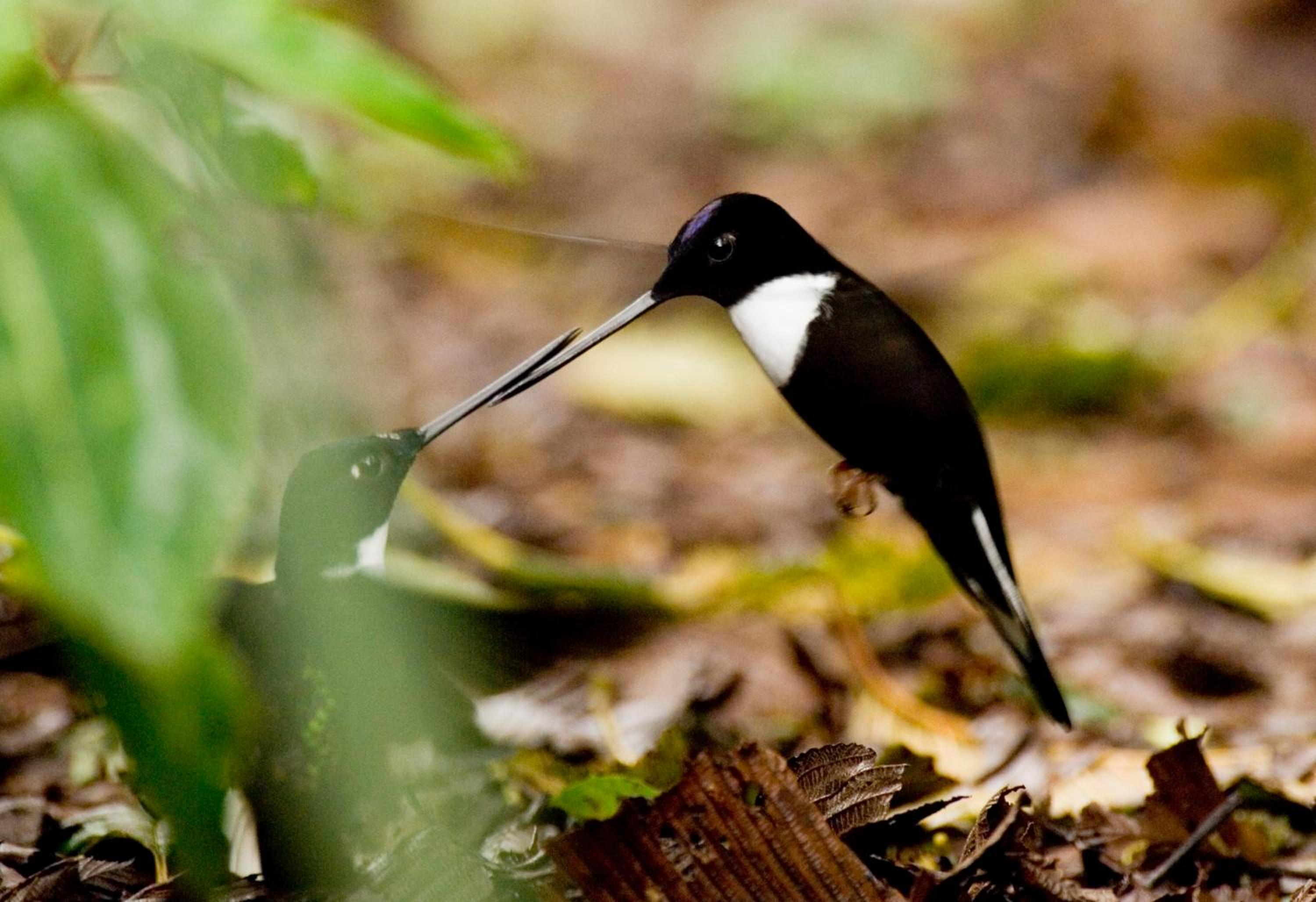 Bellavista Cloud Forest Lodge & Private Protected Area