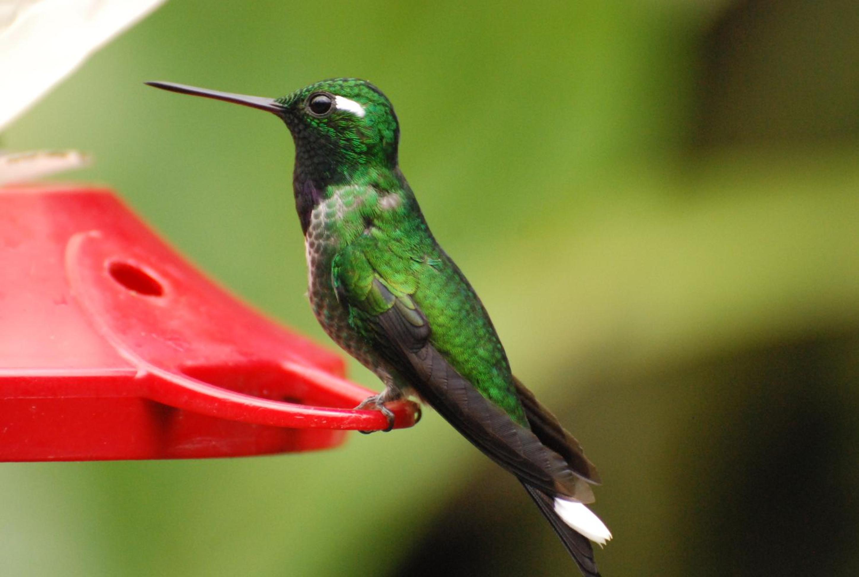 Bellavista Cloud Forest Lodge & Private Protected Area