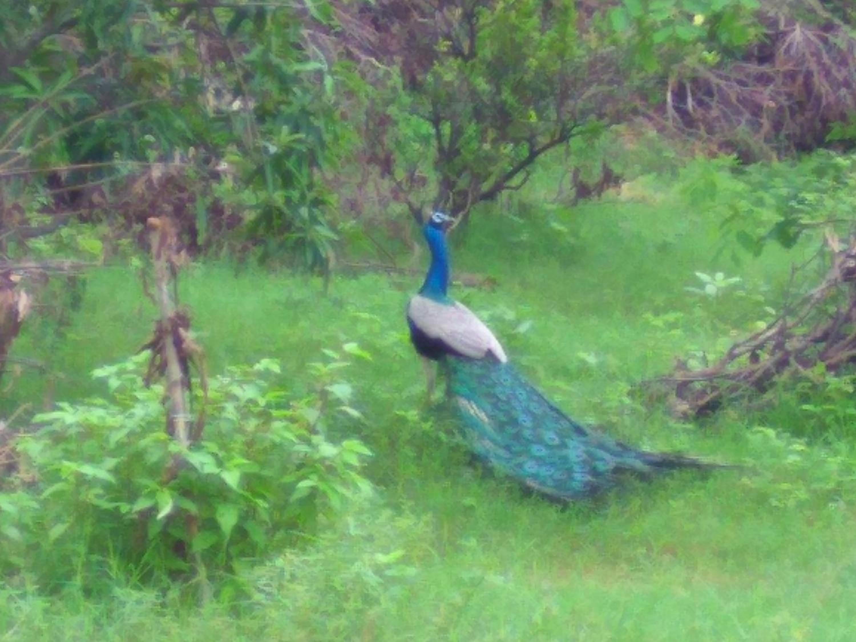 Ranakpur Nature Retreat view 3
