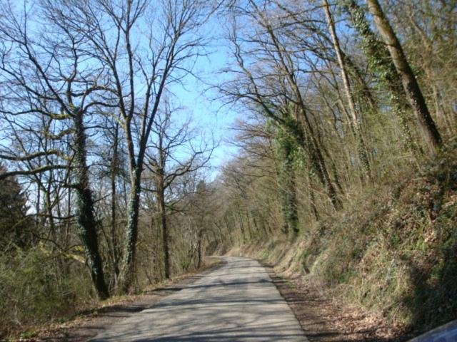 Le poirier de Warre
