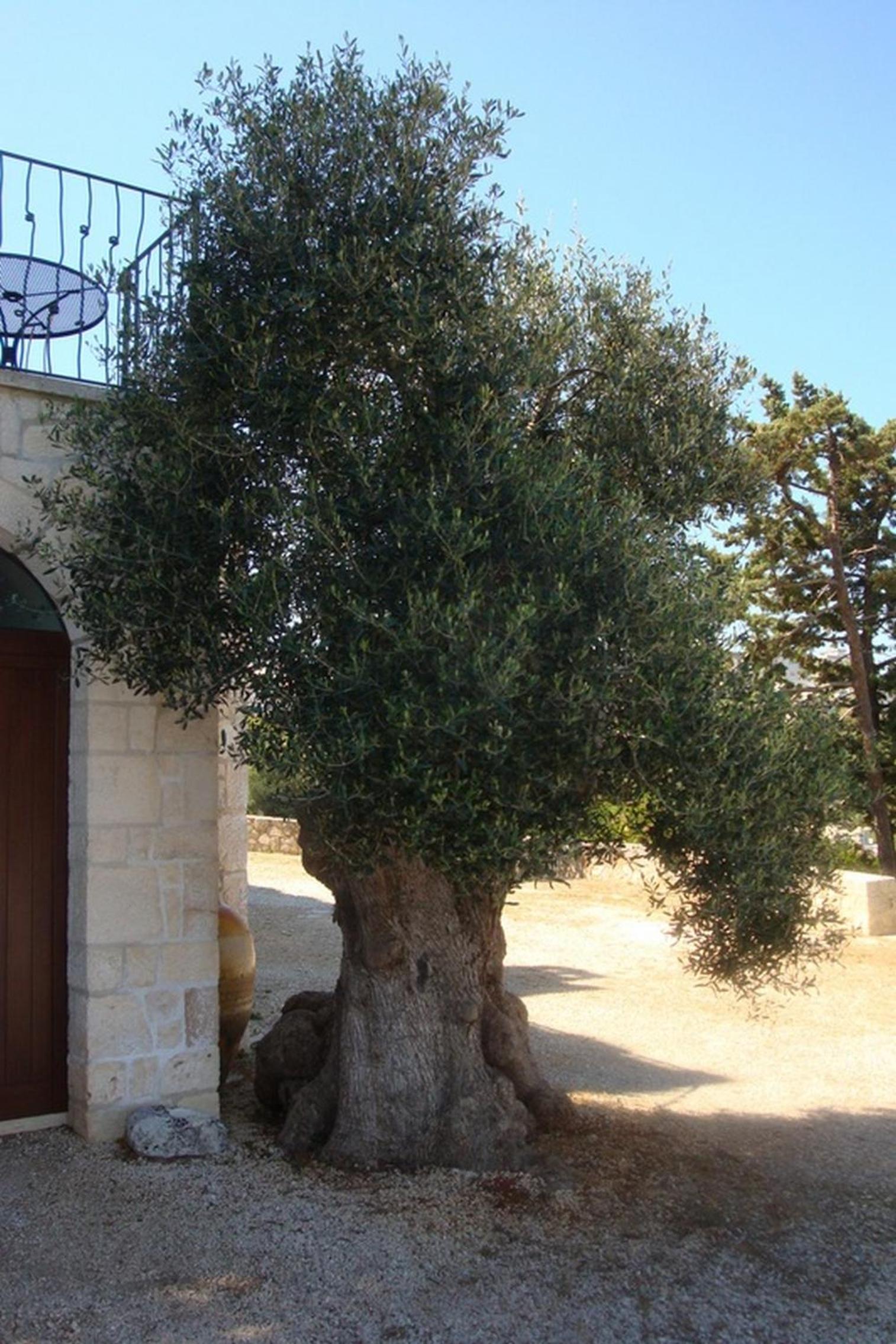 Photo 43