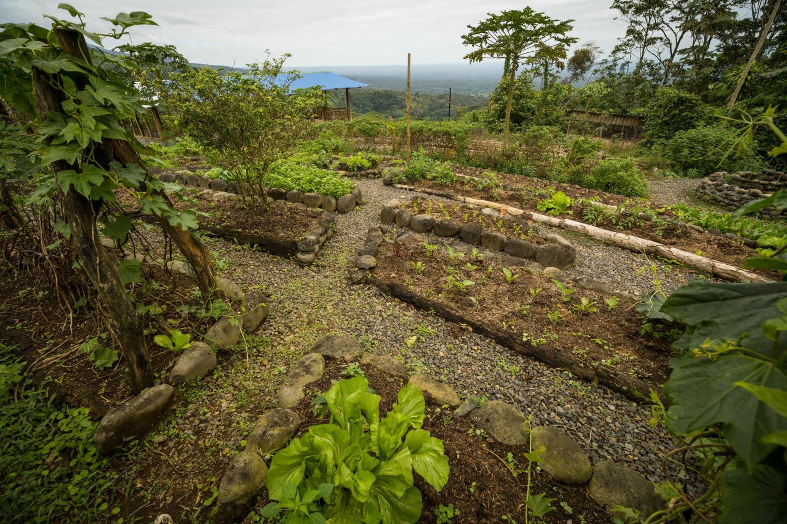 La Tigra Rainforest Lodge