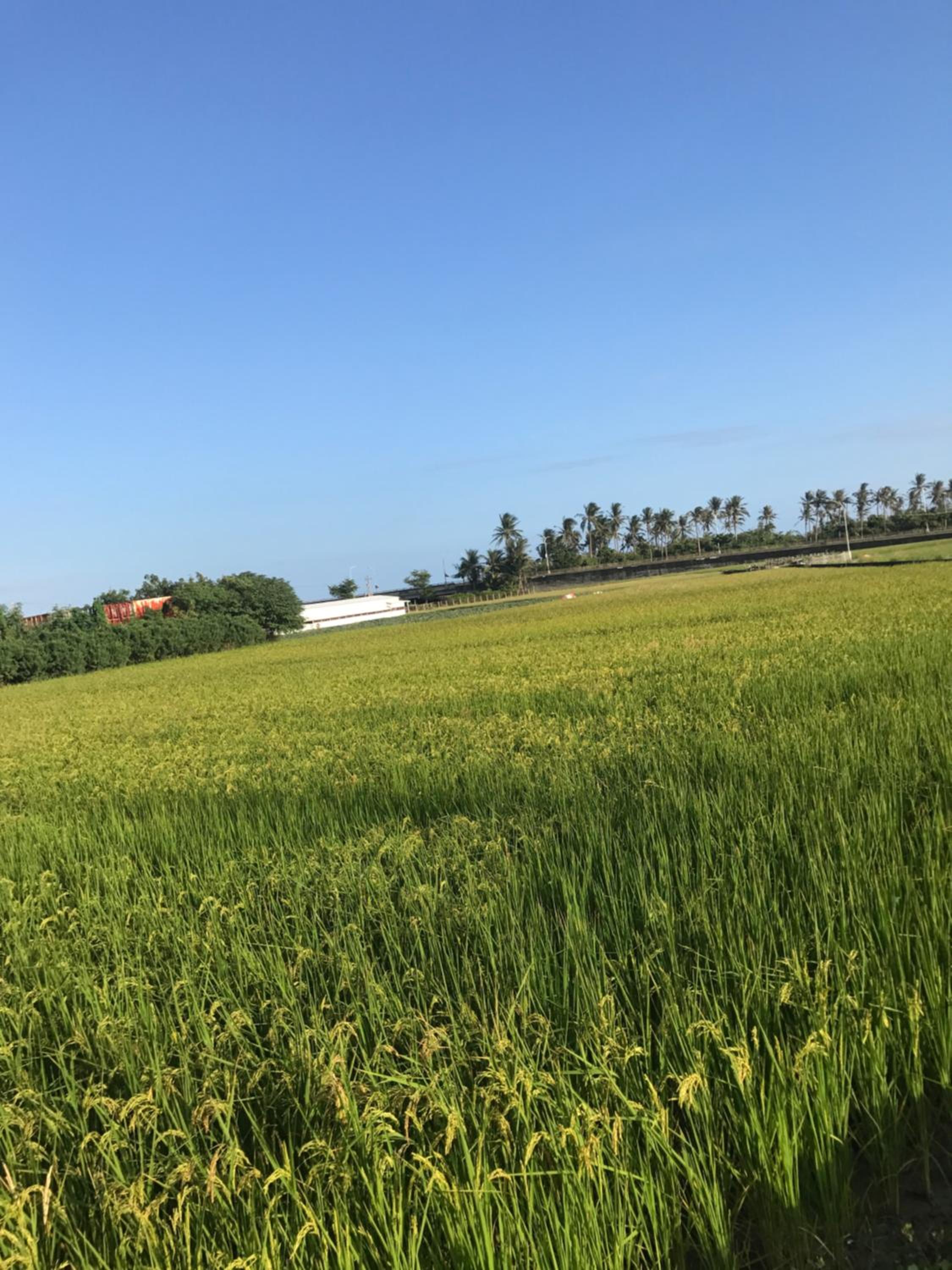 台東舒活親子友善民宿編號1185號