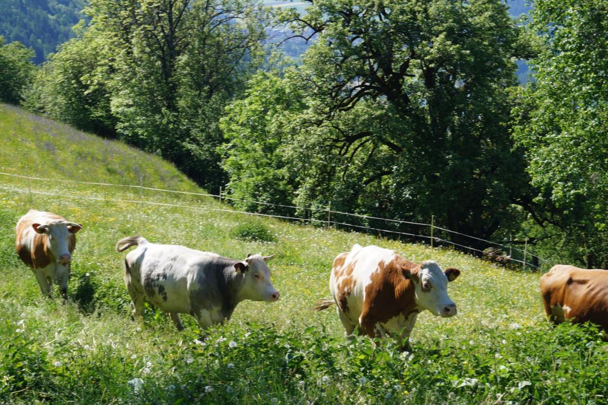Panoramapension Platzer