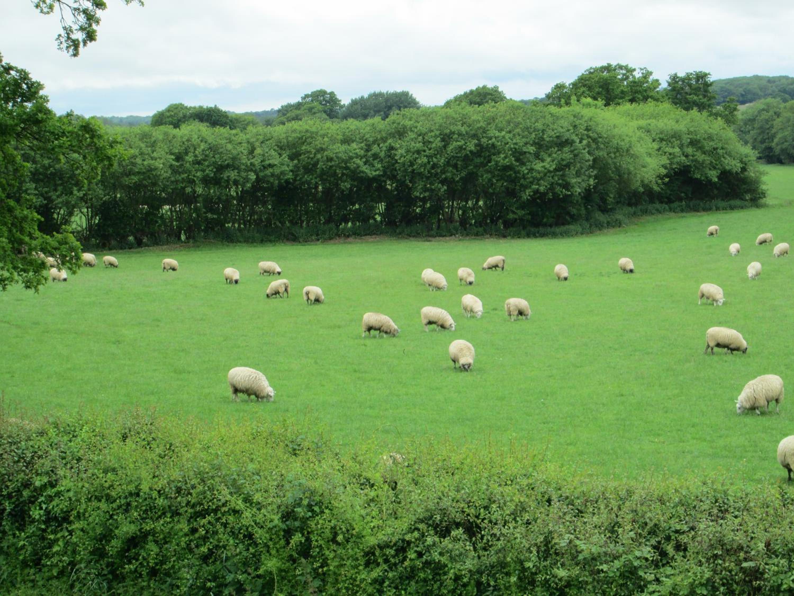 Basingstoke Vacations - West View Lodge - Property Image 15